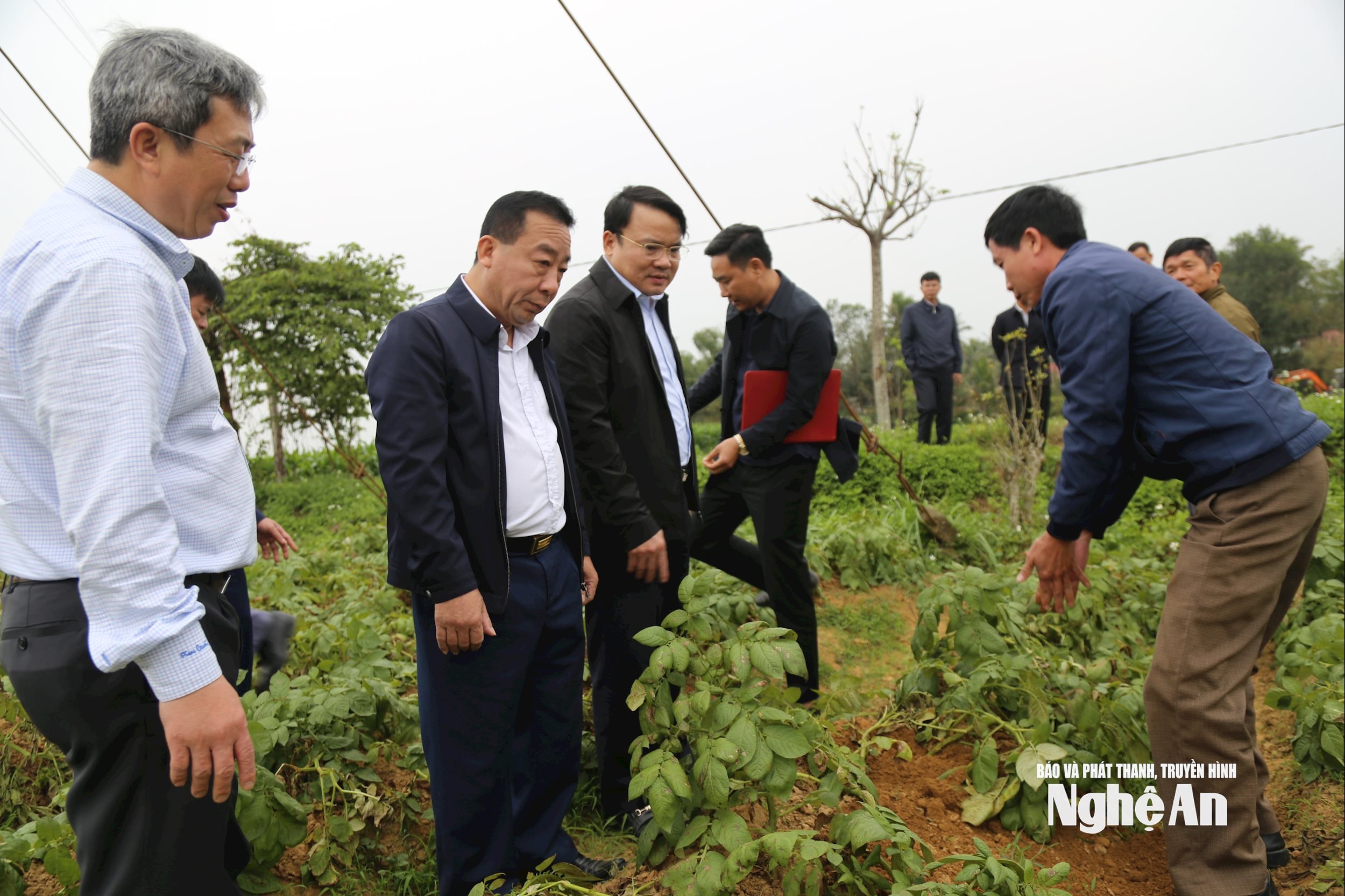 Lãnh đạo tỉnh và ngành Nông nghiệp kiểm tra sản xuất cây khoai tây có liên kết tại xã Đức Châu