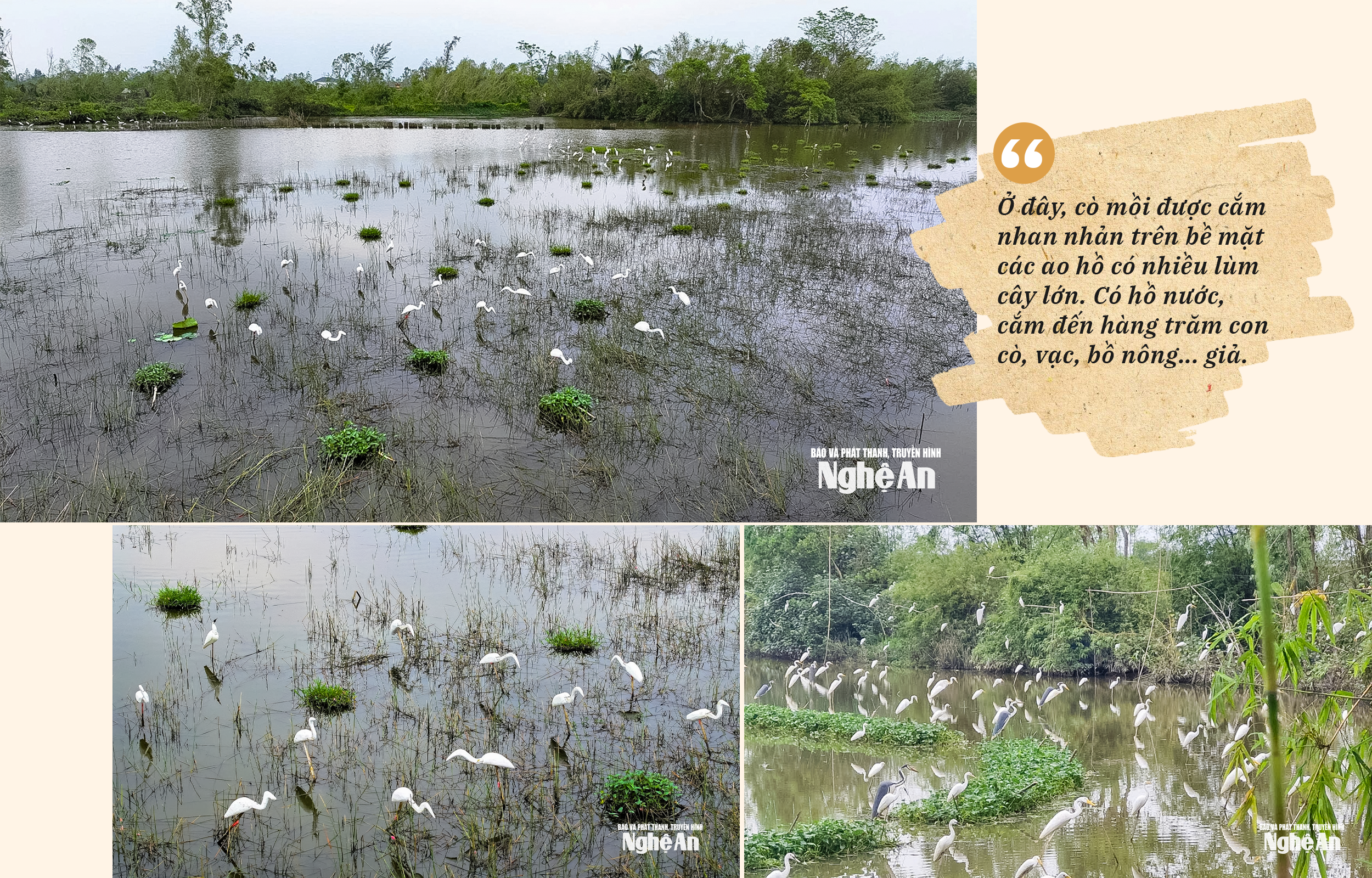 Đàn cò mồi trên cánh đồng xã Diễn Thọ cũ, nay thuộc xã Tân Châu