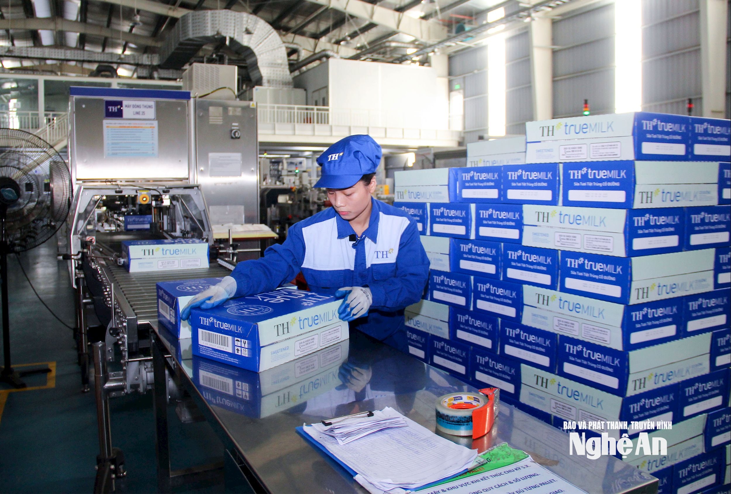 Đóng gói sản phẩm sữa TH. Ảnh Mai Hoa