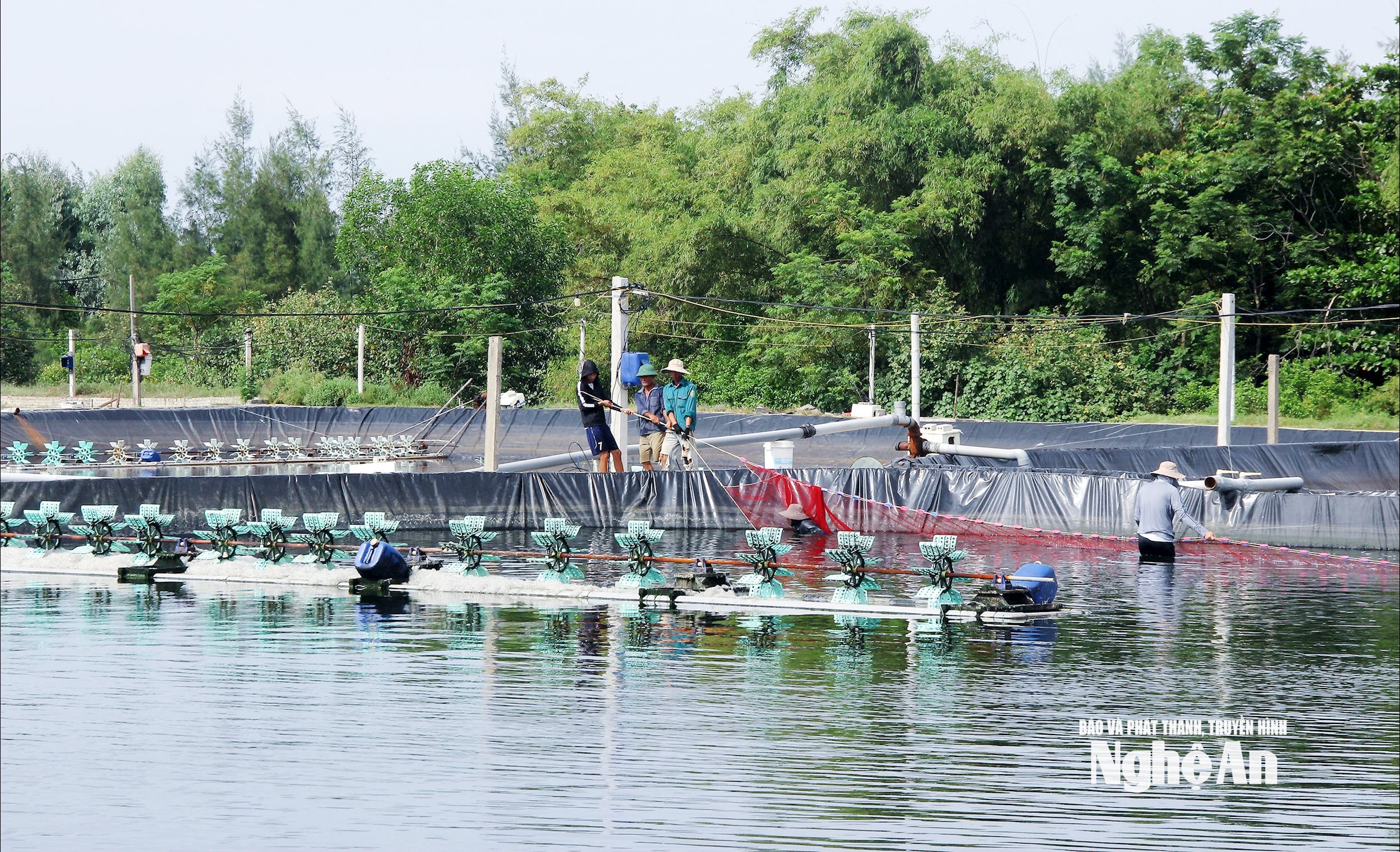 Mô hình nuôi tôm thẻ chân trắng bằng công nghệ cao tại xã An Châu. Ảnh Mai Hoa