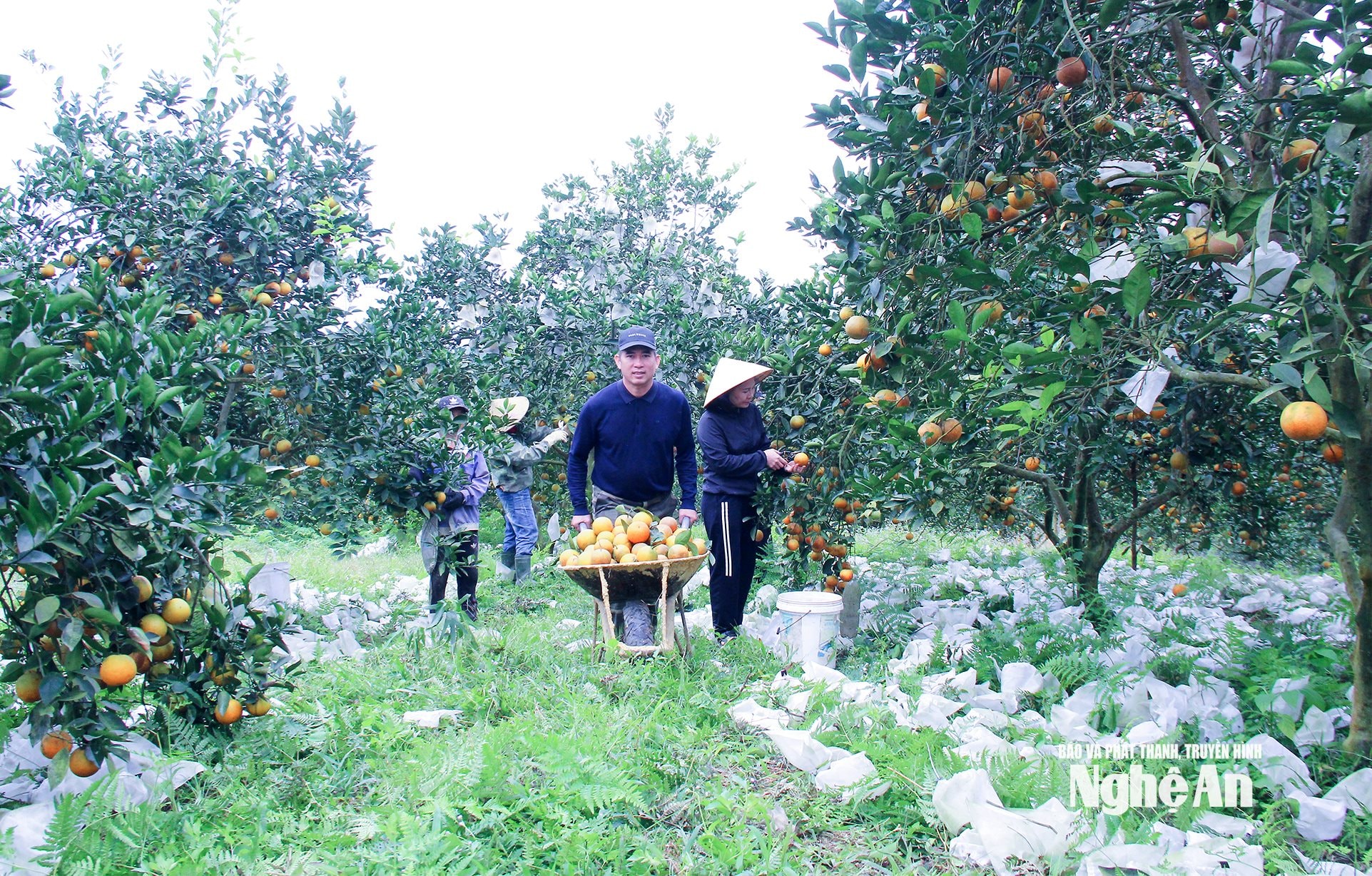 Mô hình trồng cam hữu cơ tại xã Hạnh Lâm. Ảnh Mai Hoa