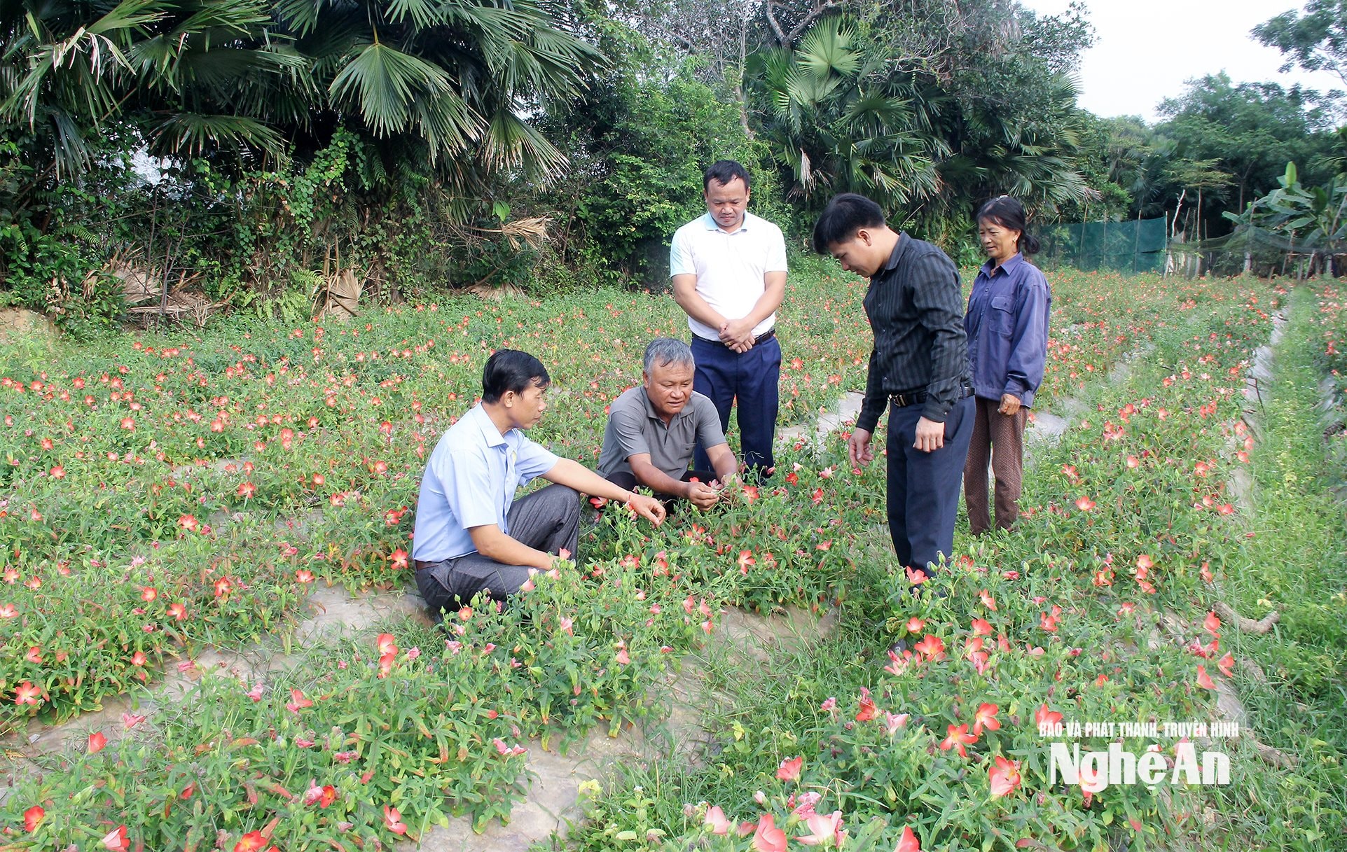 Mô hình trồng sâm thổ hào tại xã Bích Hào. Ảnh- Mai Hoa