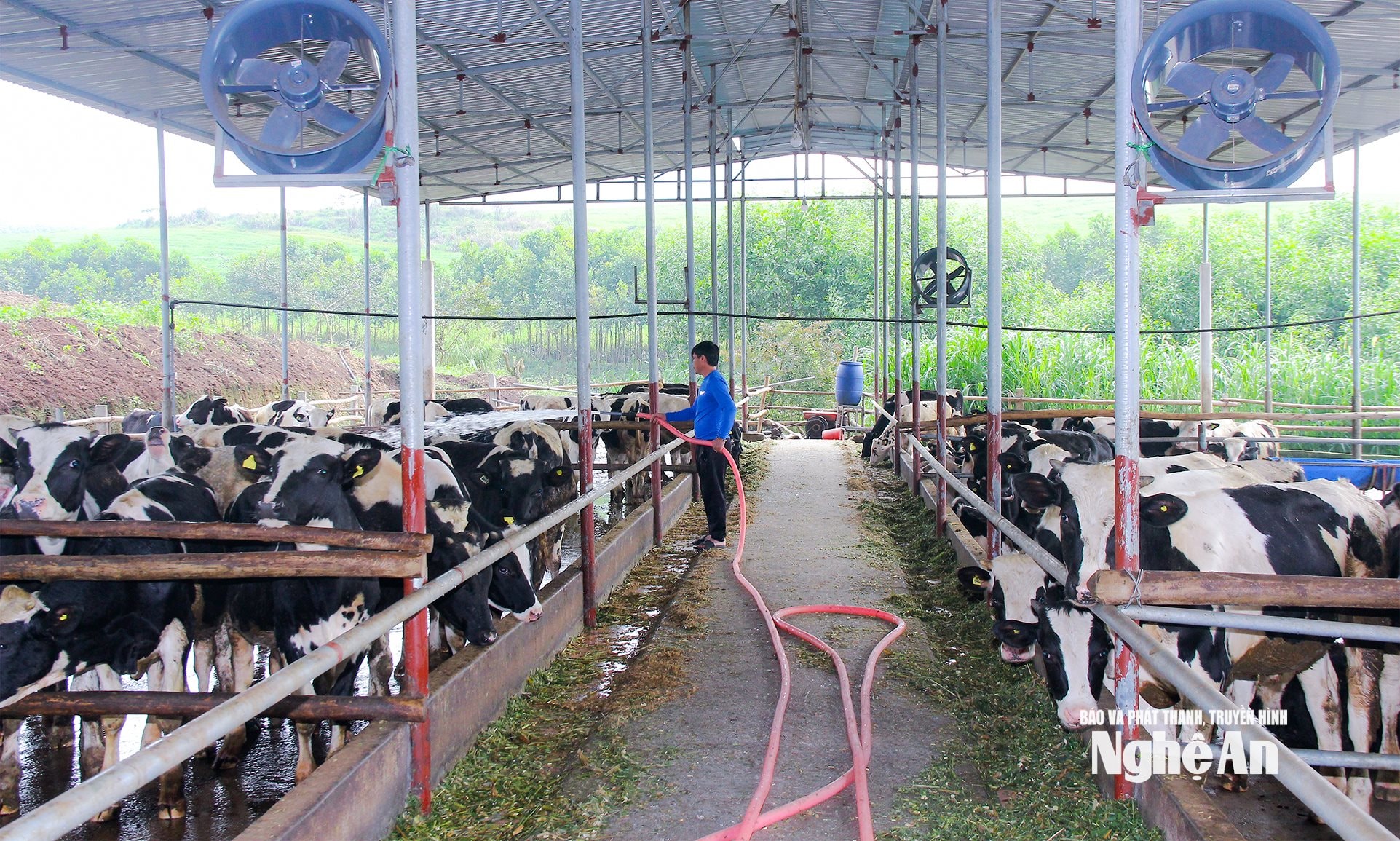 Nuôi bò sữa theo mô hình trang trại tại xã Thái Hòa. Ảnh Mai Hoa