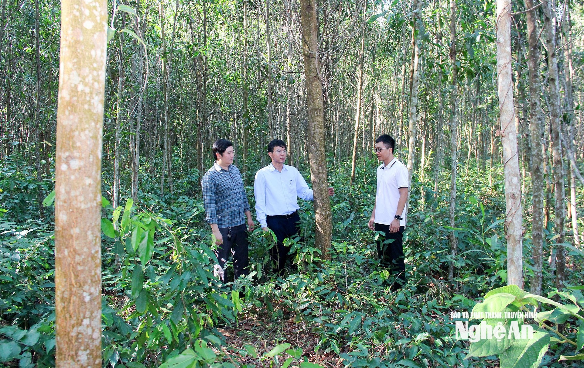 Lãnh đạo Sở Nông nghiệp và Môi trường kiểm tra trồng rừng nguyên liệu tại xã Con Cuông. Ảnh Mai Hoa