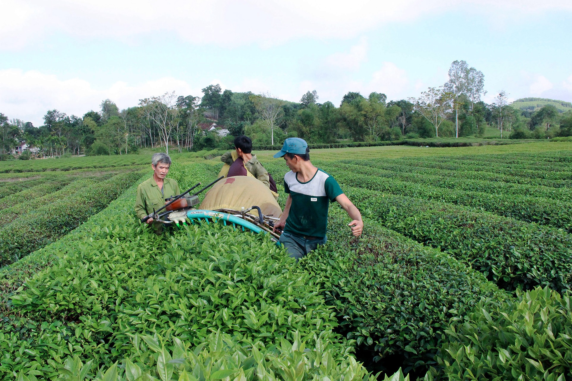 Cây chè mang lại giá trị kinh tế ổn định cho người dân xã Hạnh lâm. ảnh Mai Hoa