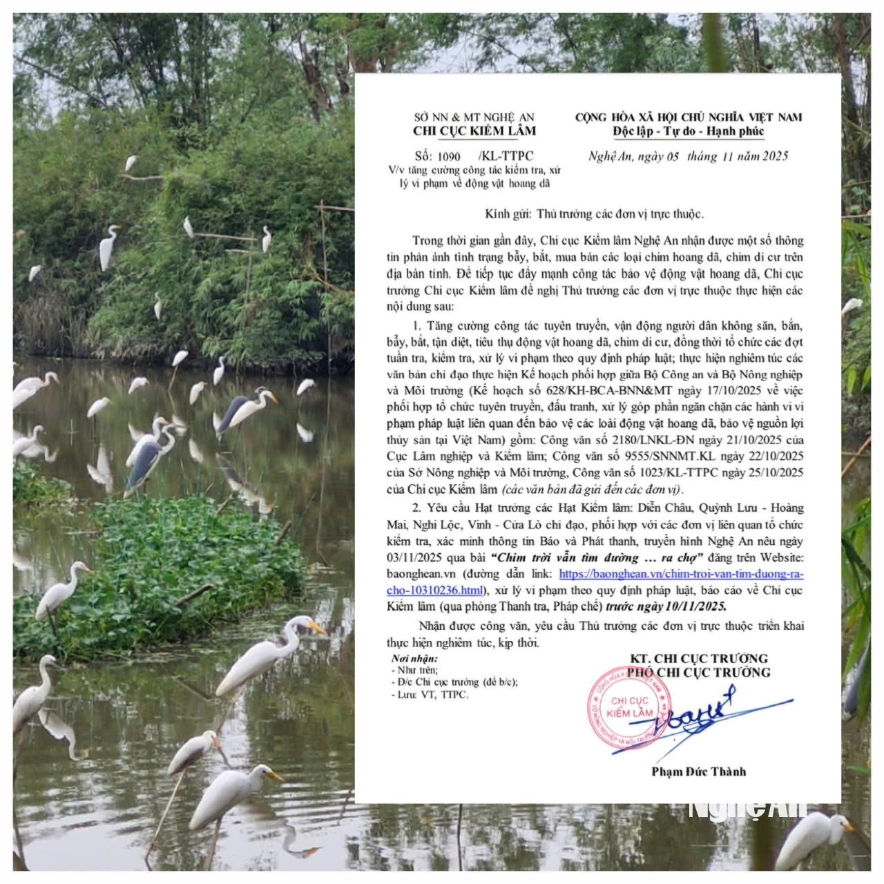 Văn bản số 1090/KL-TTPC ngày 5/11/2025 của Chi cục Kiểm lâm. Ảnh: Nhật Lân