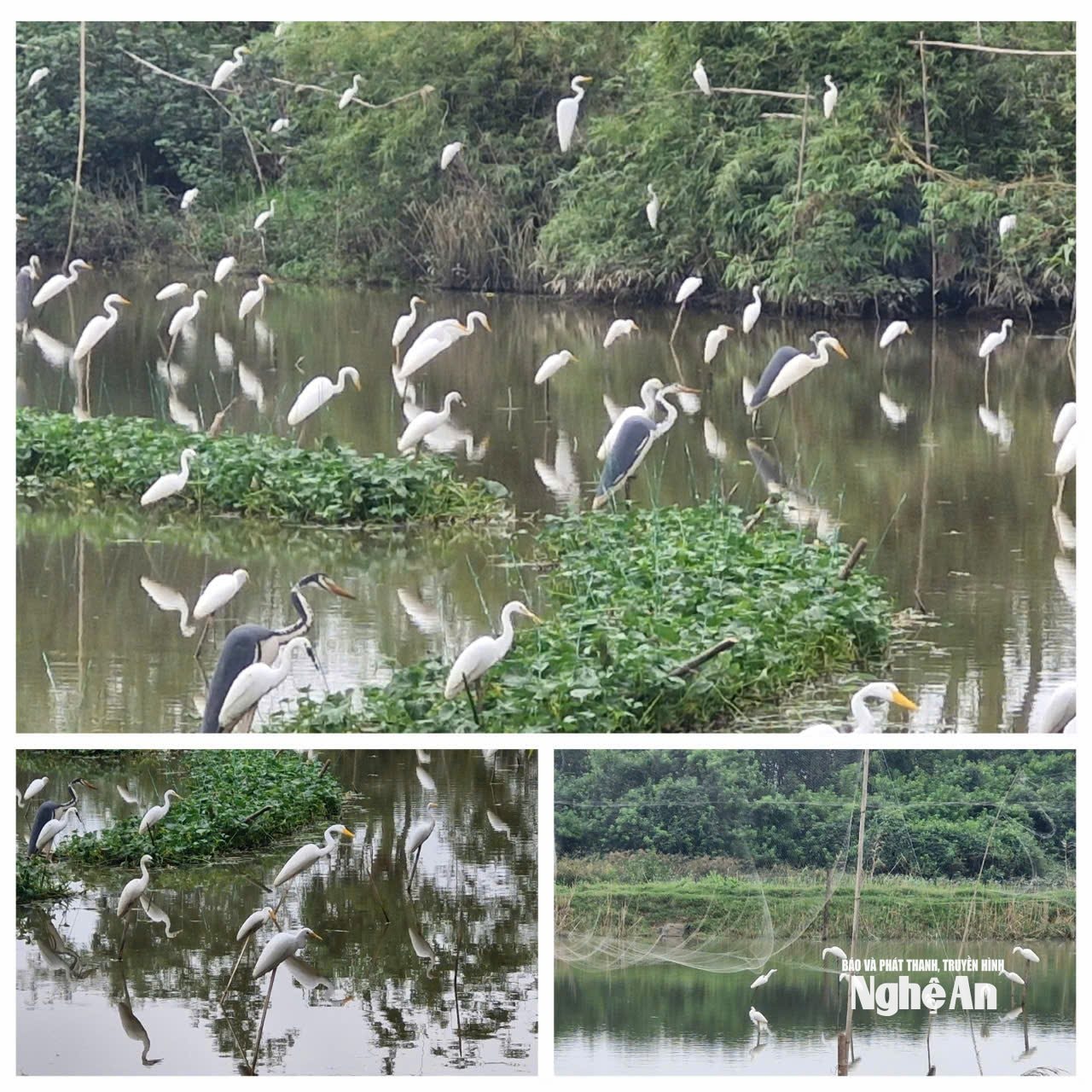 Trên địa bàn tỉnh, tình trạng đặt bẫy săn chim trời vẫn còn phức tạp, trên bình diện rộng. Ảnh: Đào Tuấn - Võ Hải