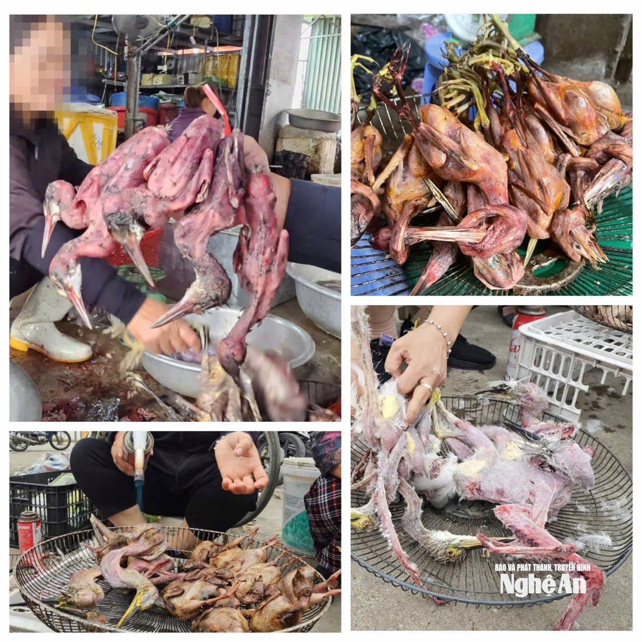 Chim trời được bán công khai ở nhiều chợ truyền thống. Ảnh: Đào Tuấn - Võ Hải