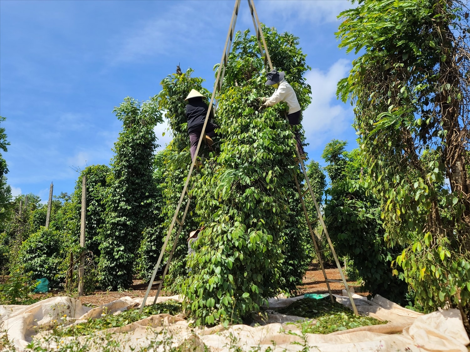 Harga Lada Hari Ini 6 November: Ekspor Meningkat Tajam