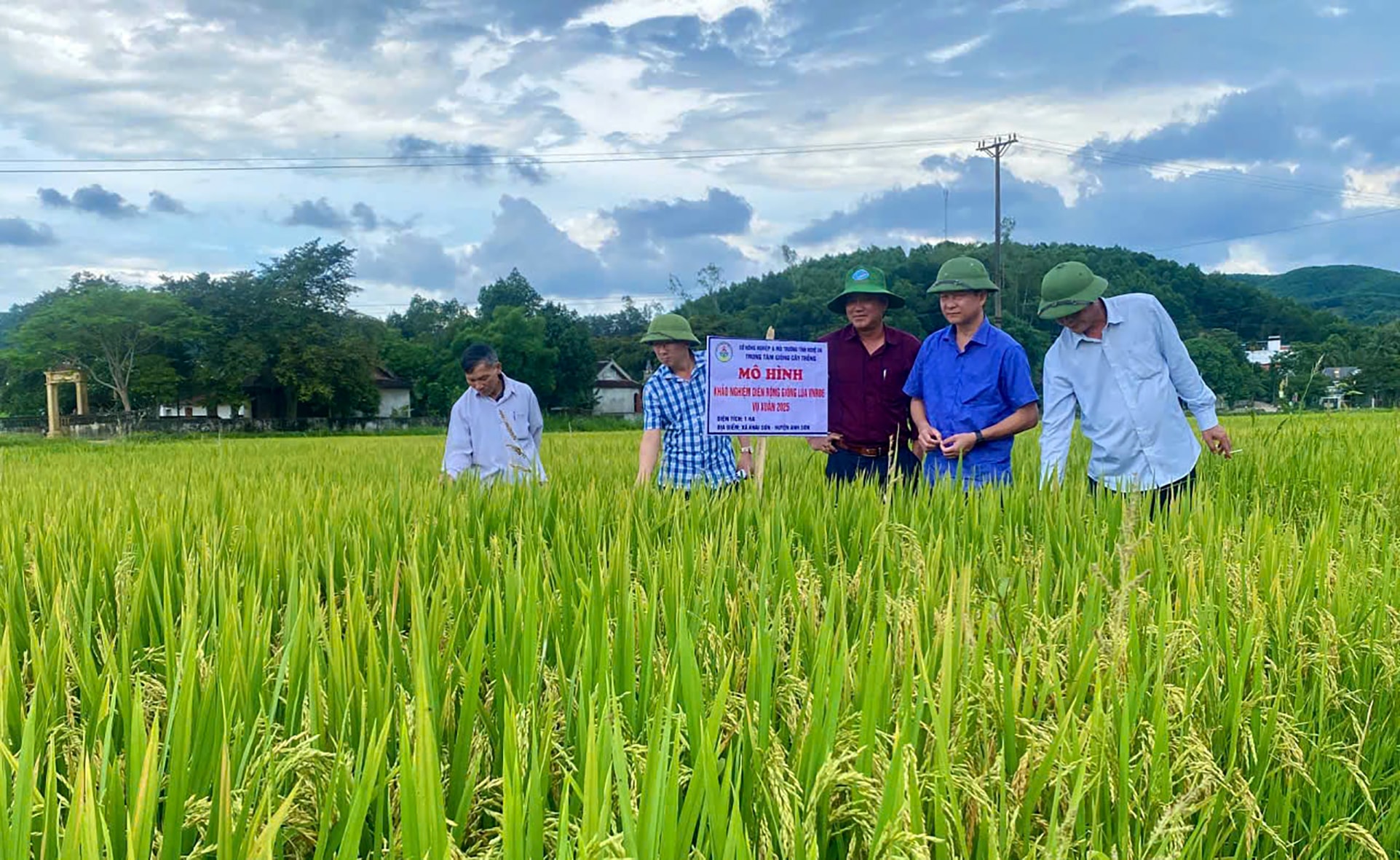 Lãnh đạo Sở NNMT kiểm tra mô hình khảo nghiệm giống lúa. Ảnh QA