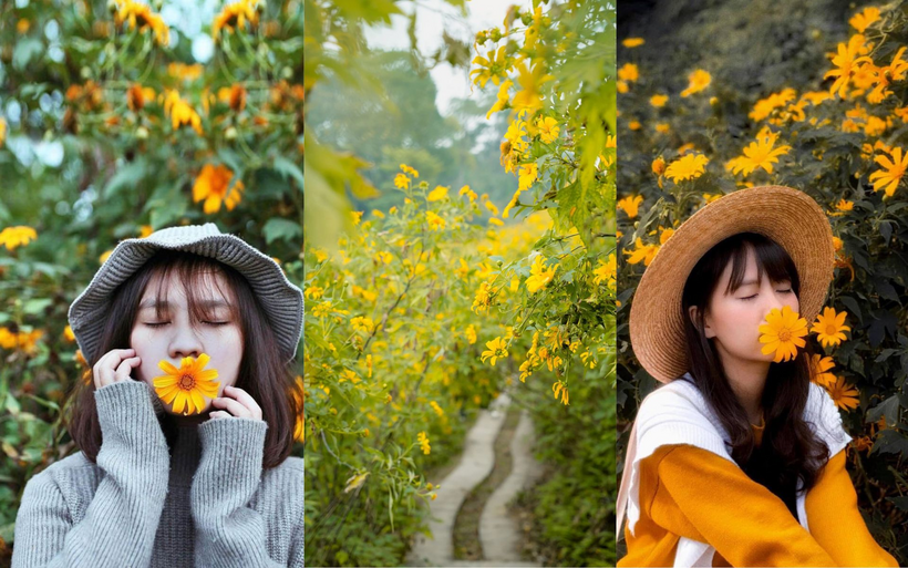 Tippek a Ba Vi gyönyörű vad napraforgóival való fotózáshoz