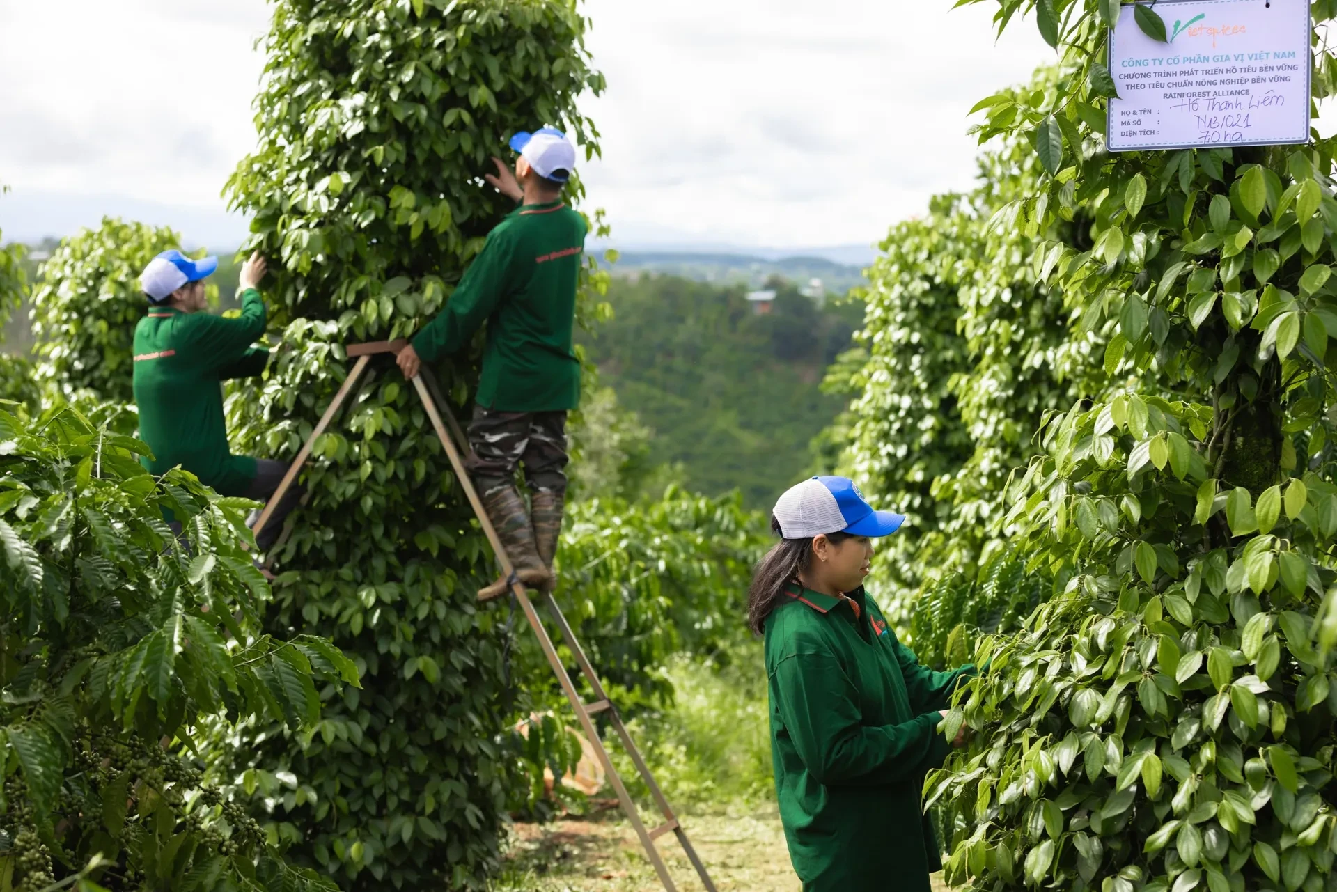 តម្លៃម្រេចថ្ងៃនេះ ថ្ងៃទី 9 ខែវិច្ឆិកា ឆ្នាំ 2025៖ បន្តផ្លាស់ប្តូរទៅចំហៀង