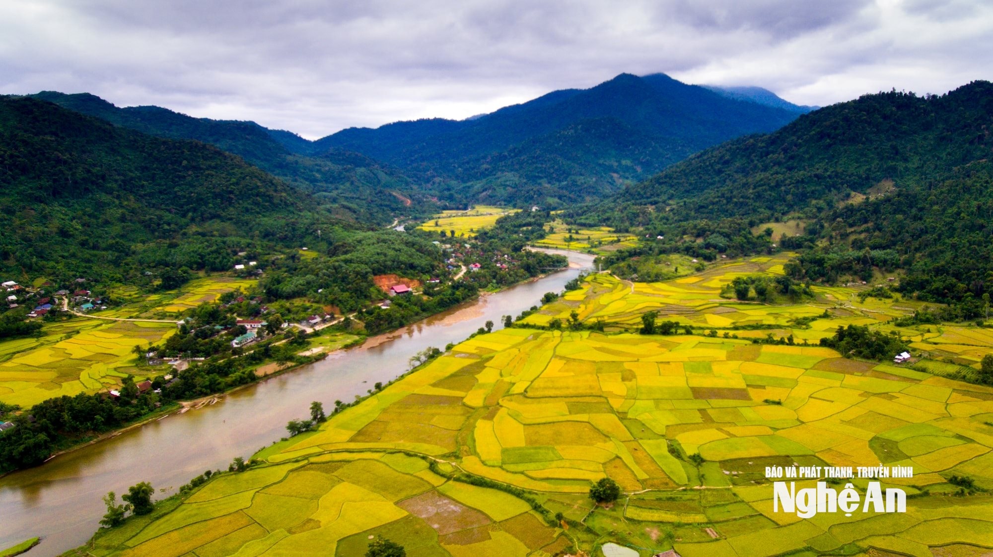 canh dong lua T Cuong