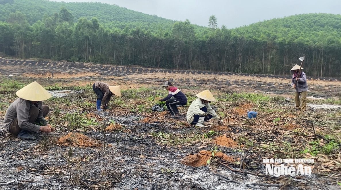 Nông dân xã Quỳ Châu tích cực trồng rừng nguyên liêu. Ảnh: Văn Trường