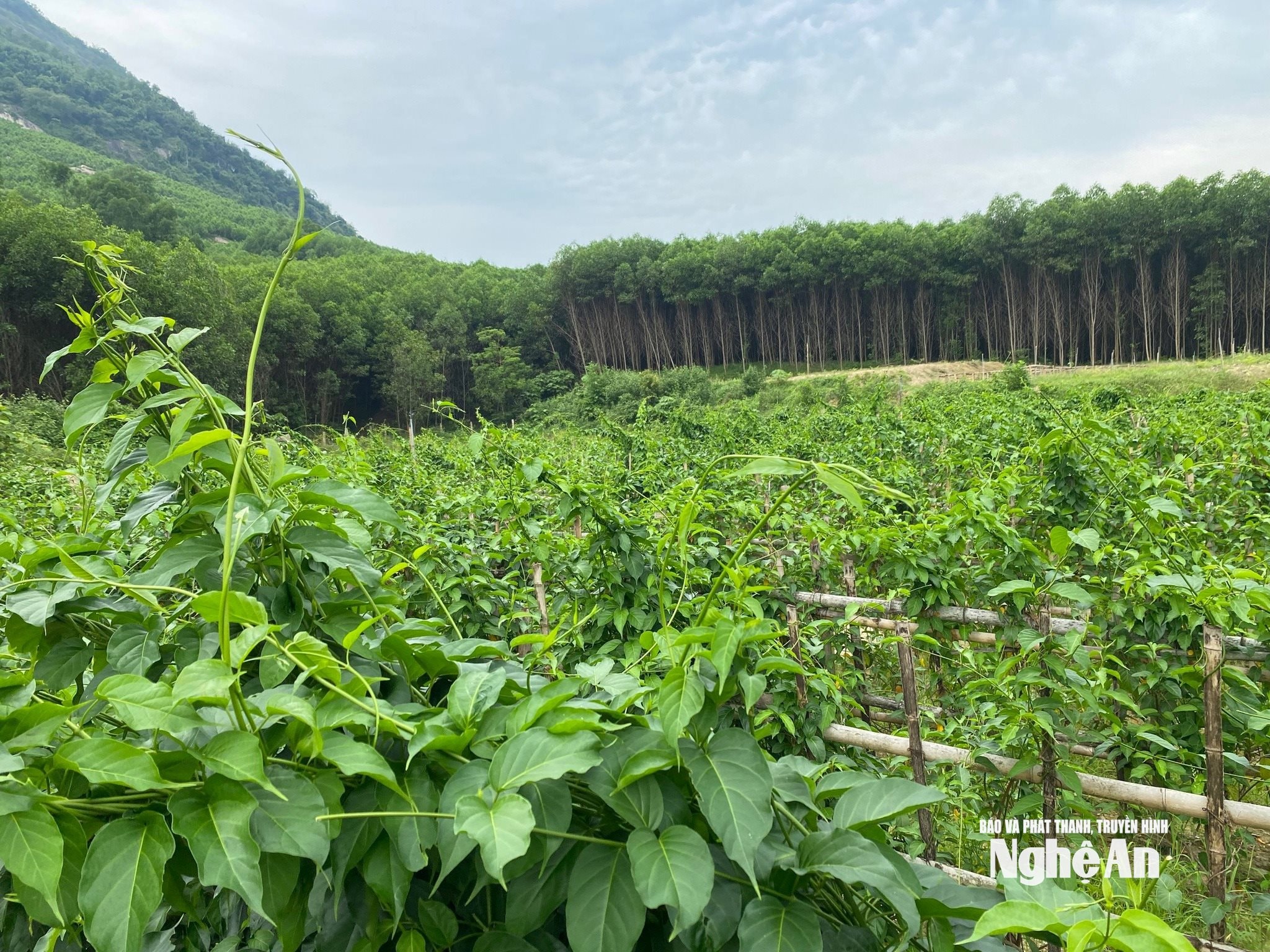 גן ג'ימנמה סילבסטר הירוק בטאם הופ