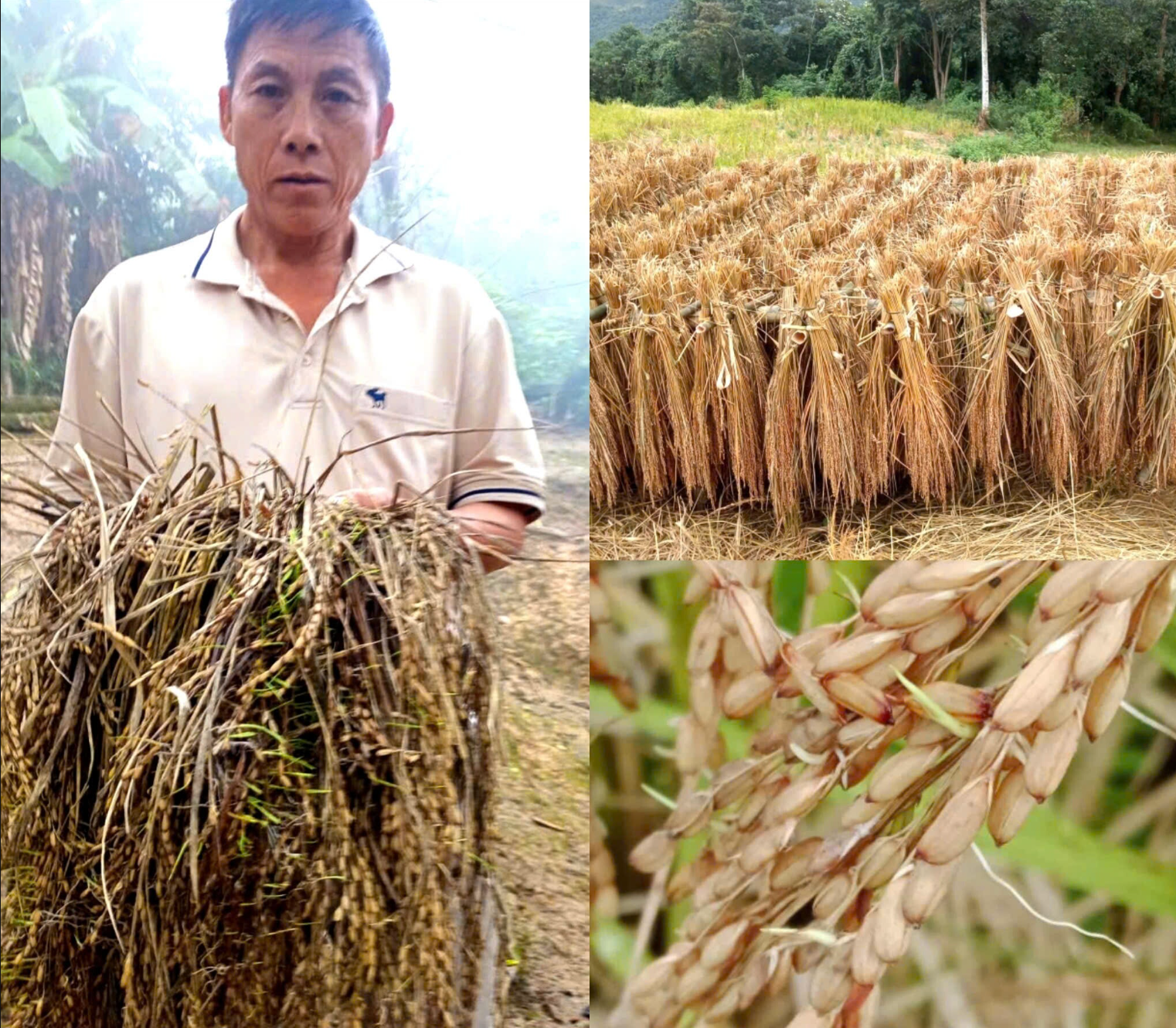 Ảnh màn hình 2025-11-12 lúc 09.25.52