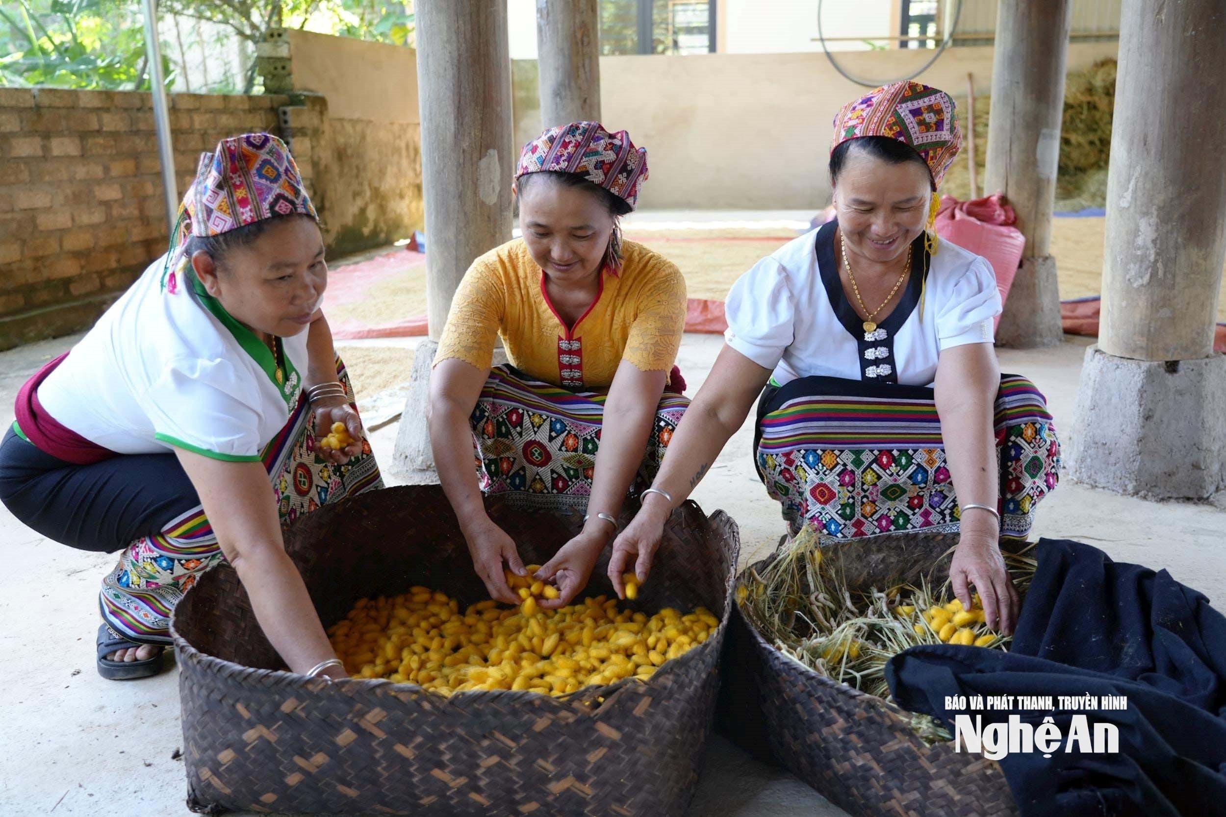 ដង្កូវនាងបង្វិលដូង និងសូត្រ។ ដូងមាសគឺជាលទ្ធផលនៃដំណើរការដ៏យូរនៃកម្លាំងពលកម្មដ៏ឧស្សាហ៍ព្យាយាម។ រូបថត៖ Dinh Tuyen