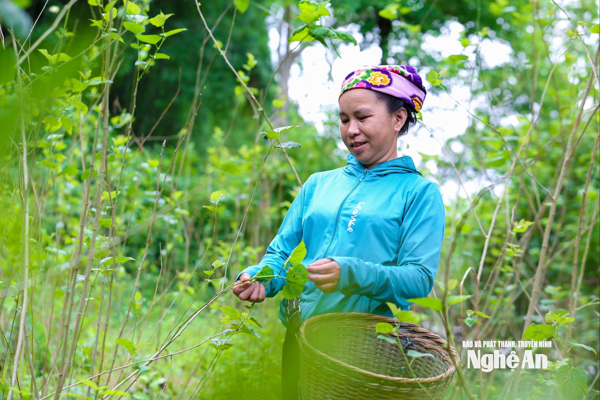 ឆ្លៀតយកប្រយោជន៍ពីដីមានជីជាតិ ប្រជាជនដាំមៀនជាអាហារចម្បងសម្រាប់ដង្កូវនាង។ រូបថត៖ Dinh Tuyen