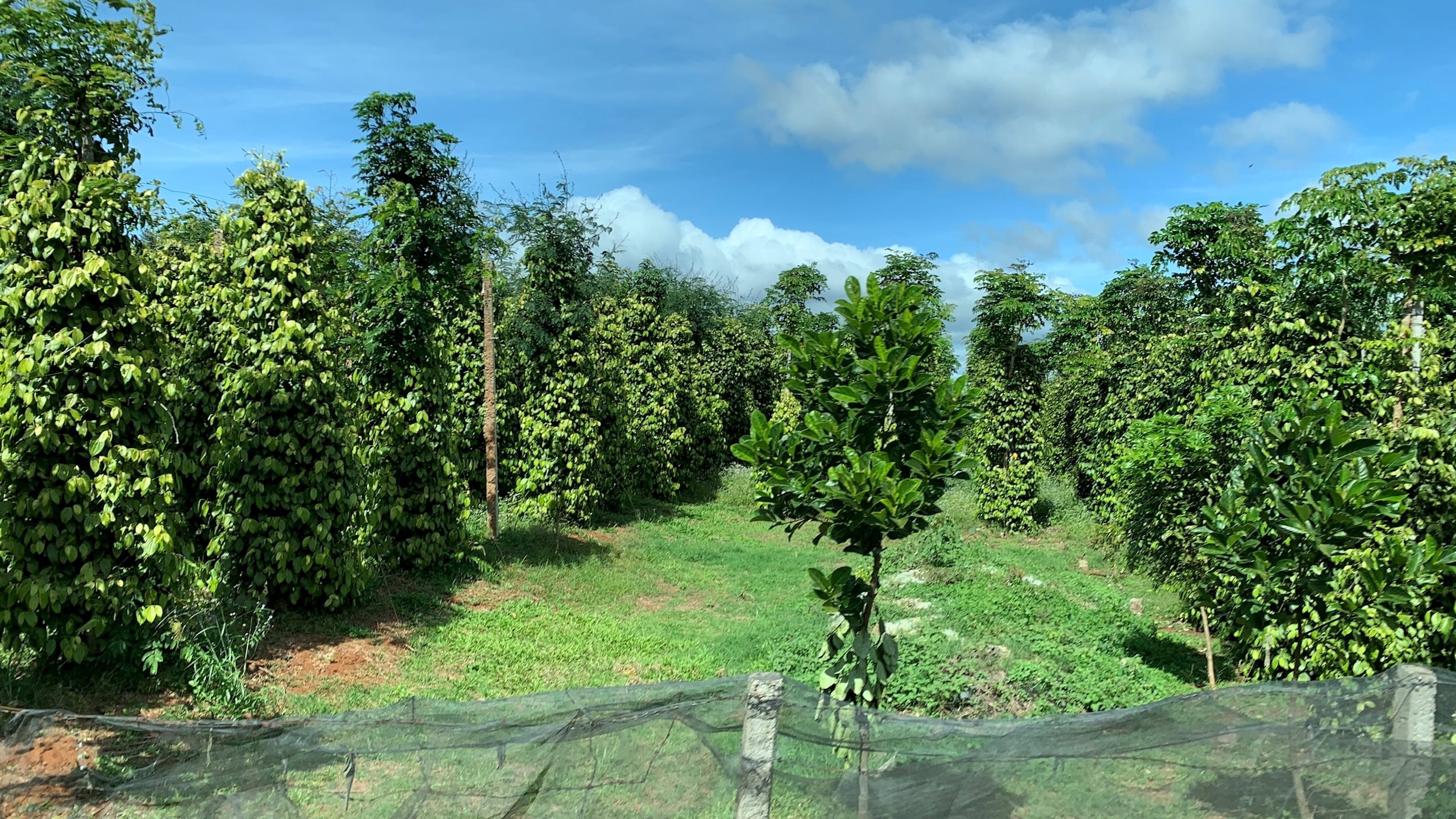 Giá tiêu hôm nay 13/11/2025: Tiếp tục giảm 1000 đồng