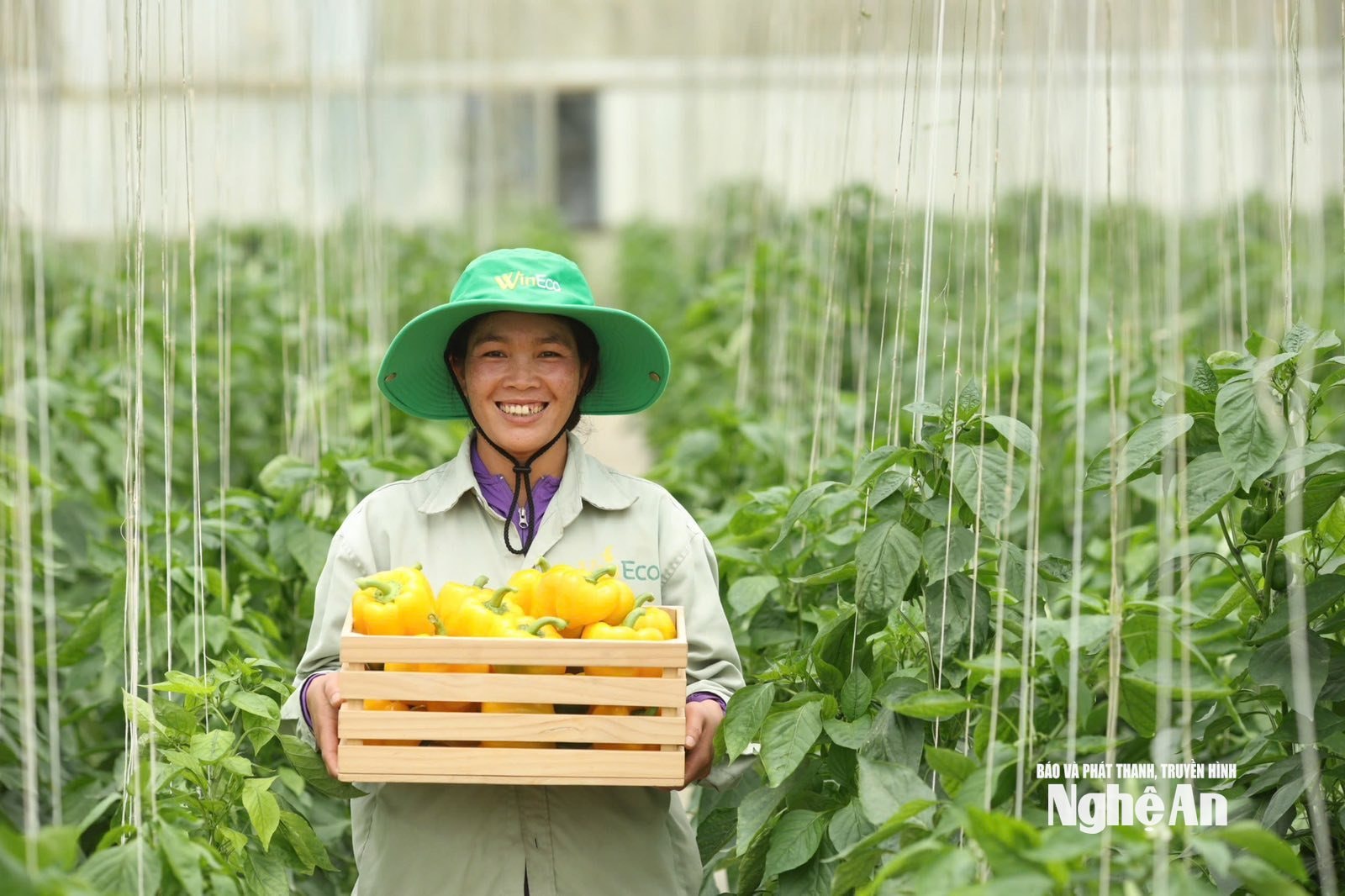 Nông trường công nghệ cao WinEco (2)