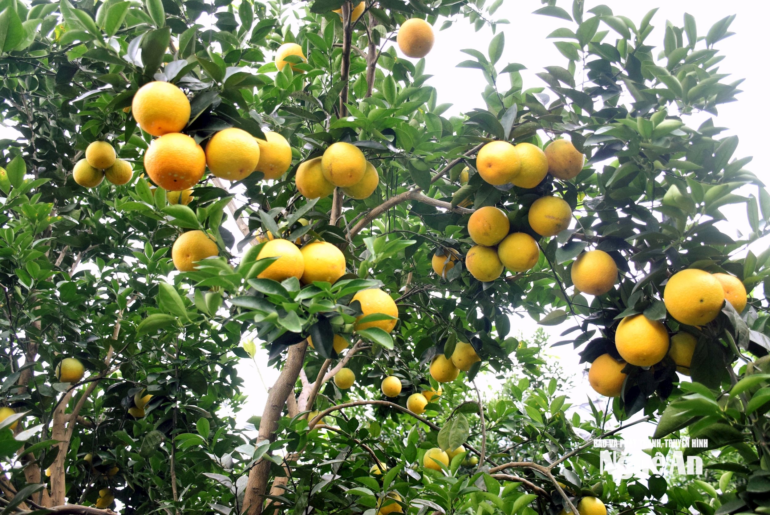 ពណ៌ទឹកក្រូច (១)