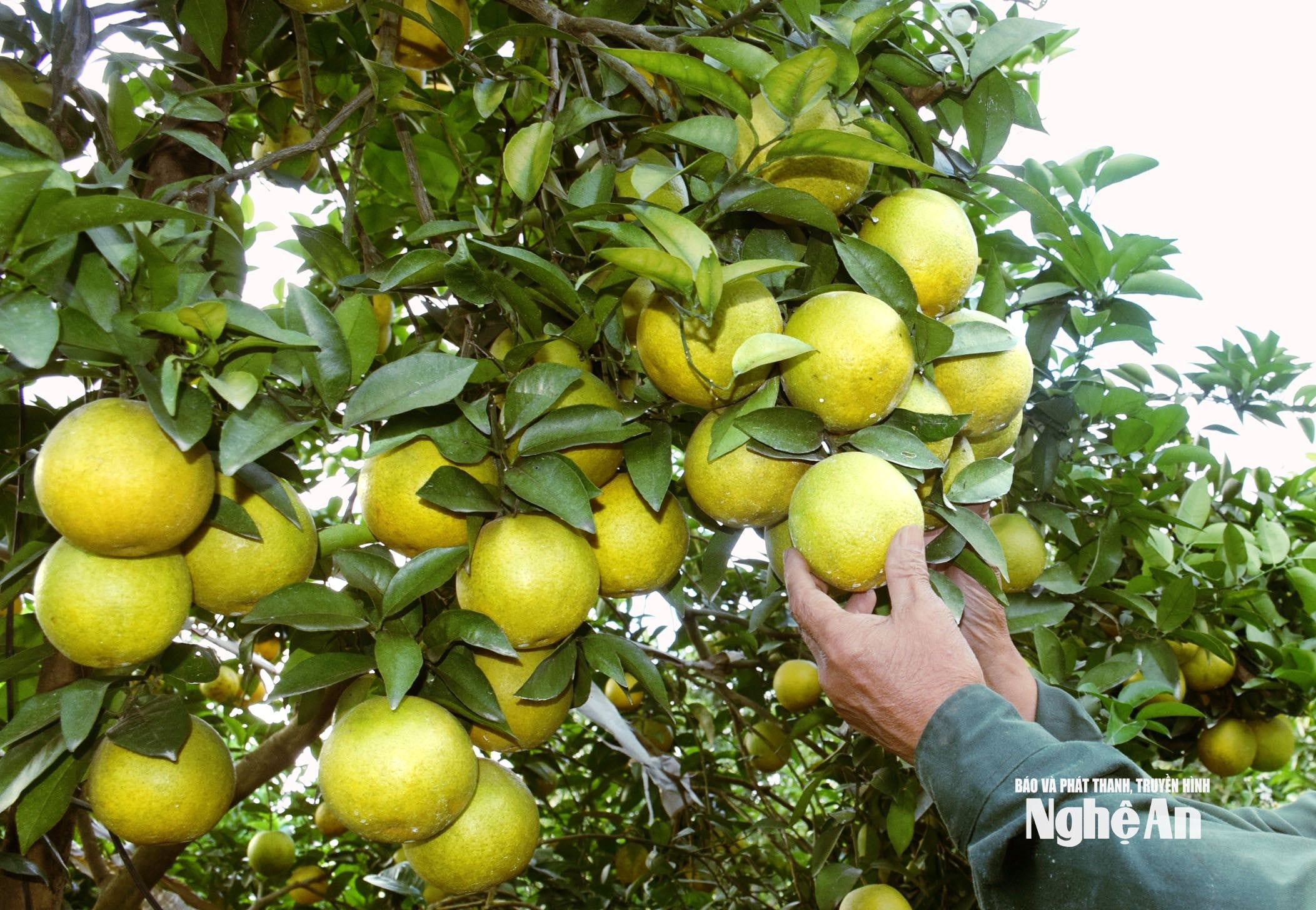 ទឹកក្រូច ៧