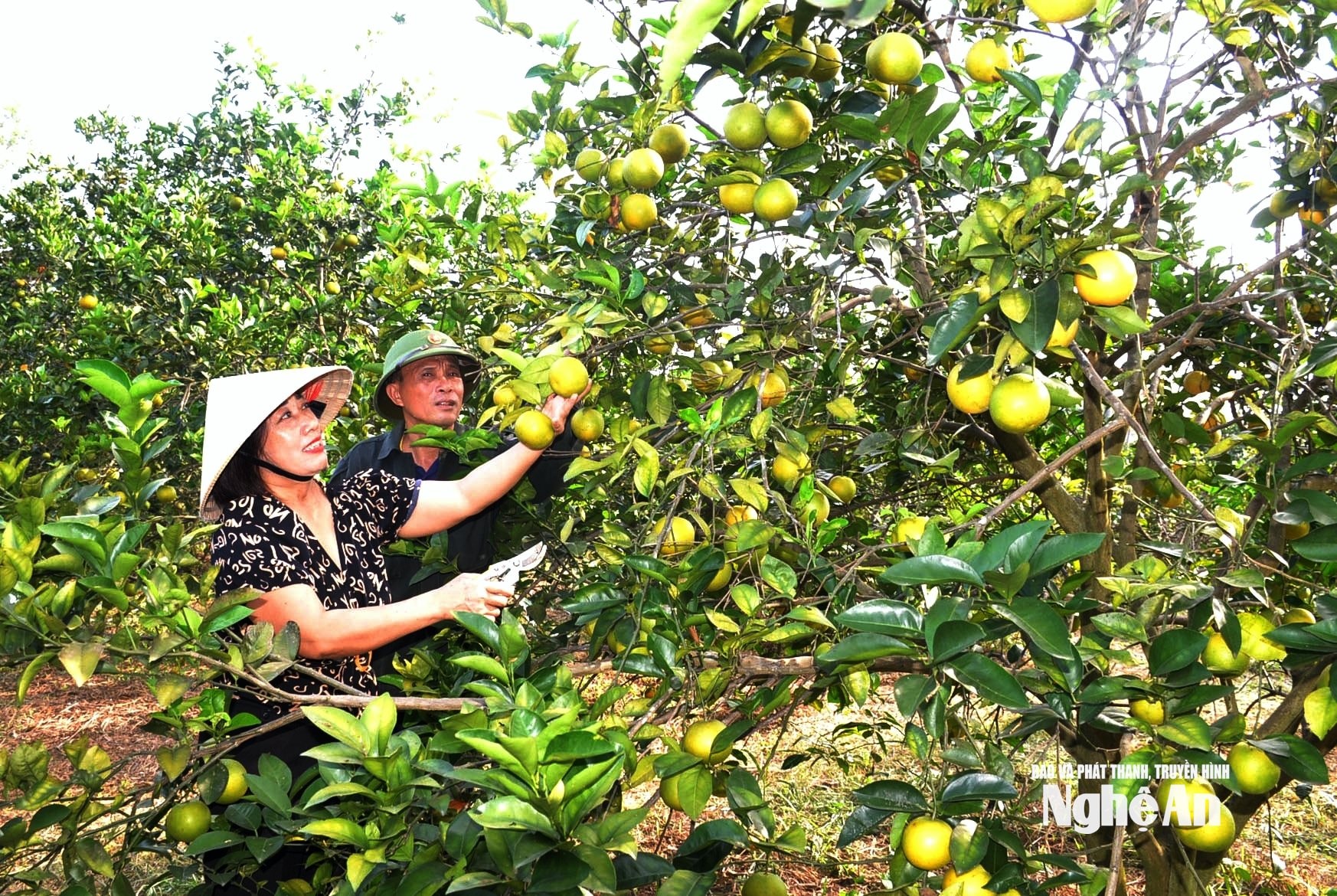 កិត្តិយស