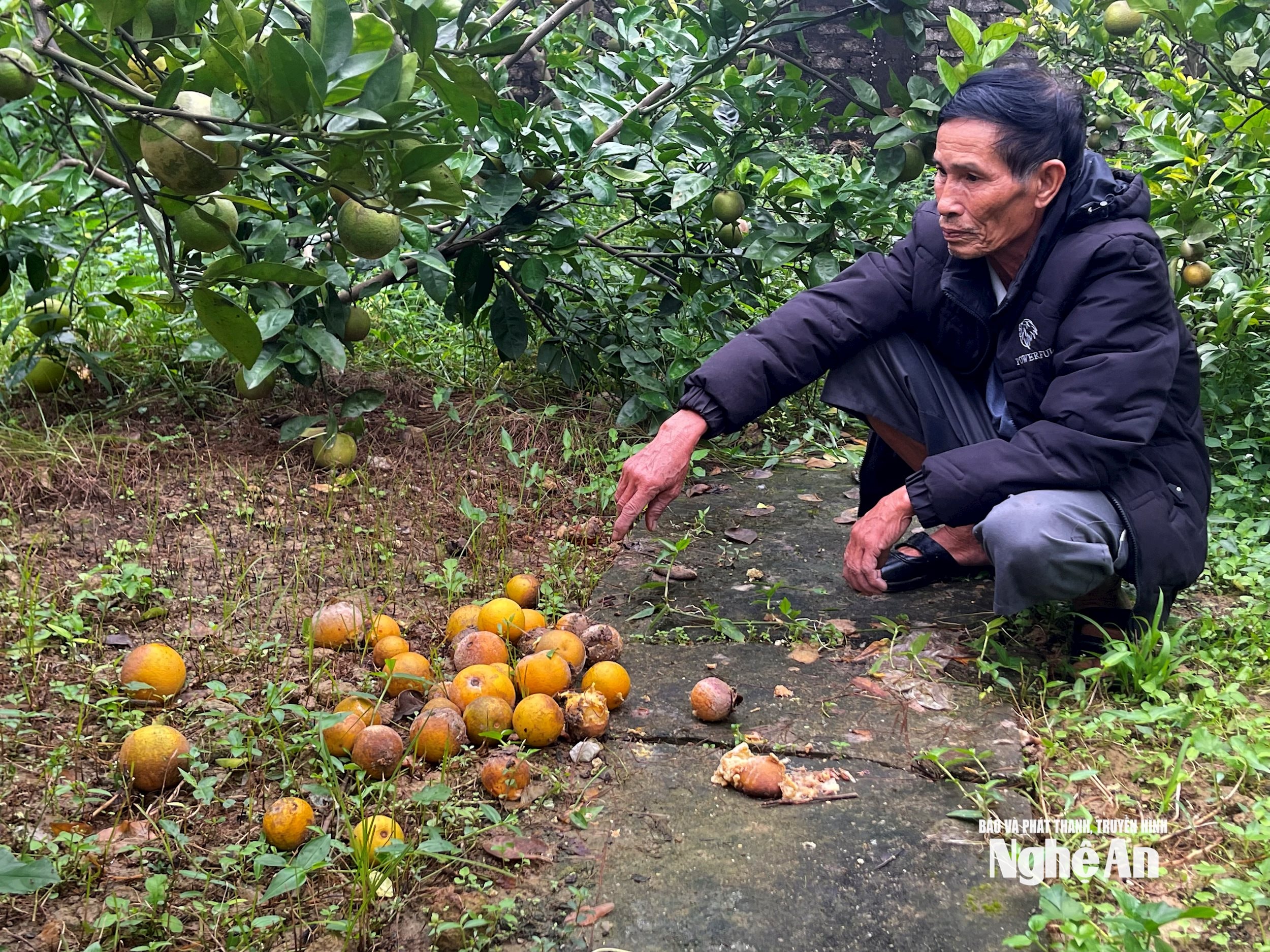 ប្រជាជន​នៅ​តំបន់​ទឹកក្រូច​នៃ​ខេត្ត Xa Doai បាត់បង់​ដំណាំ​ដោយសារ​ធ្លាក់​ផ្លែ។ ចលនា QA