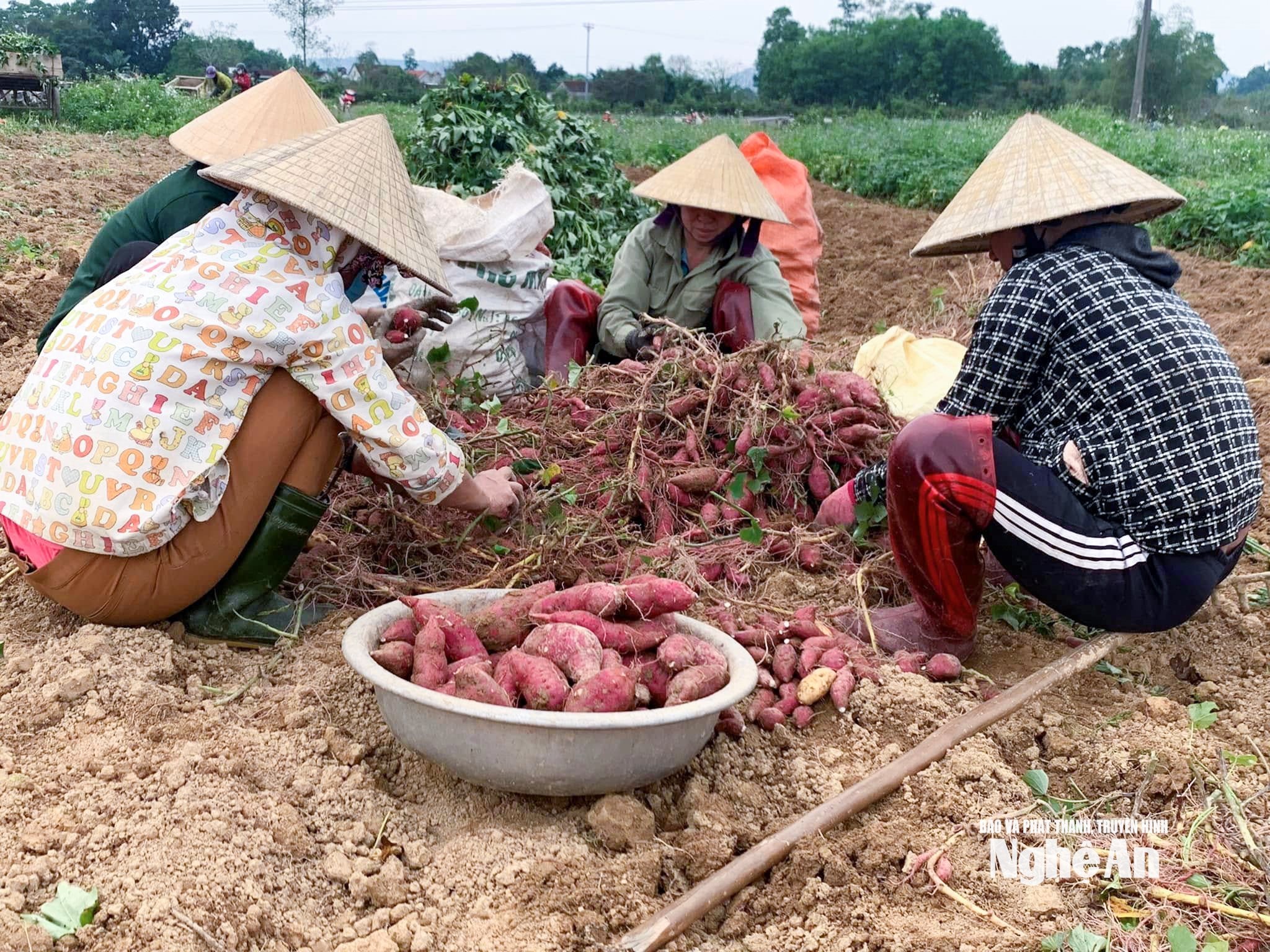 khoai lang cồn kè