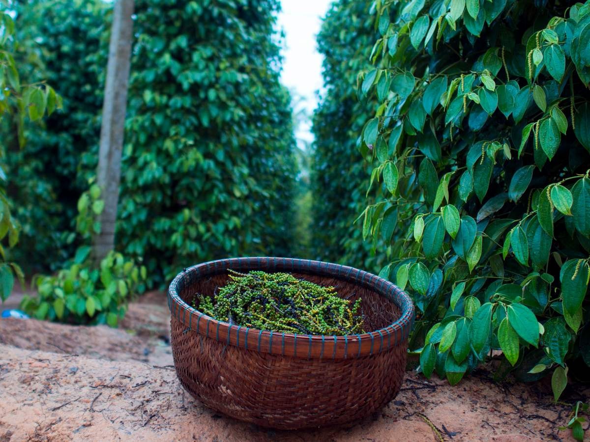 Giá tiêu hôm nay 18/11/2025 tăng hàng loạt