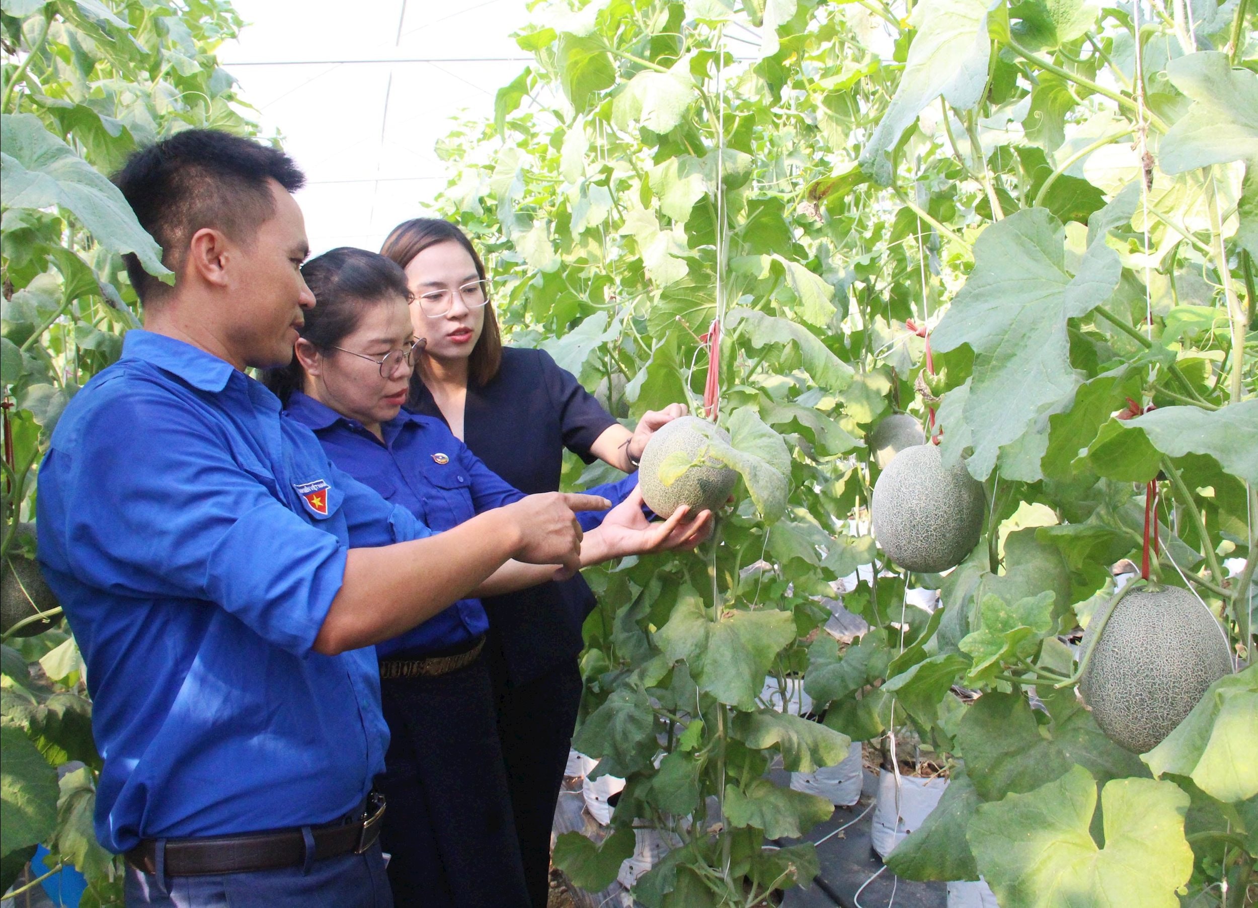 Đại diện Trung ương Đoàn Thanh niên Nhân dân cách mạng Lào (giữa ảnh) cùng đại diện Trung ương Đoàn Thanh niên cộng sản Hồ Chí Minh tham qu tại mô hình kinh tế tiêu biểu của đoàn viên, thanh niên Nghệ An. Ảnh: Thanh Quỳnh