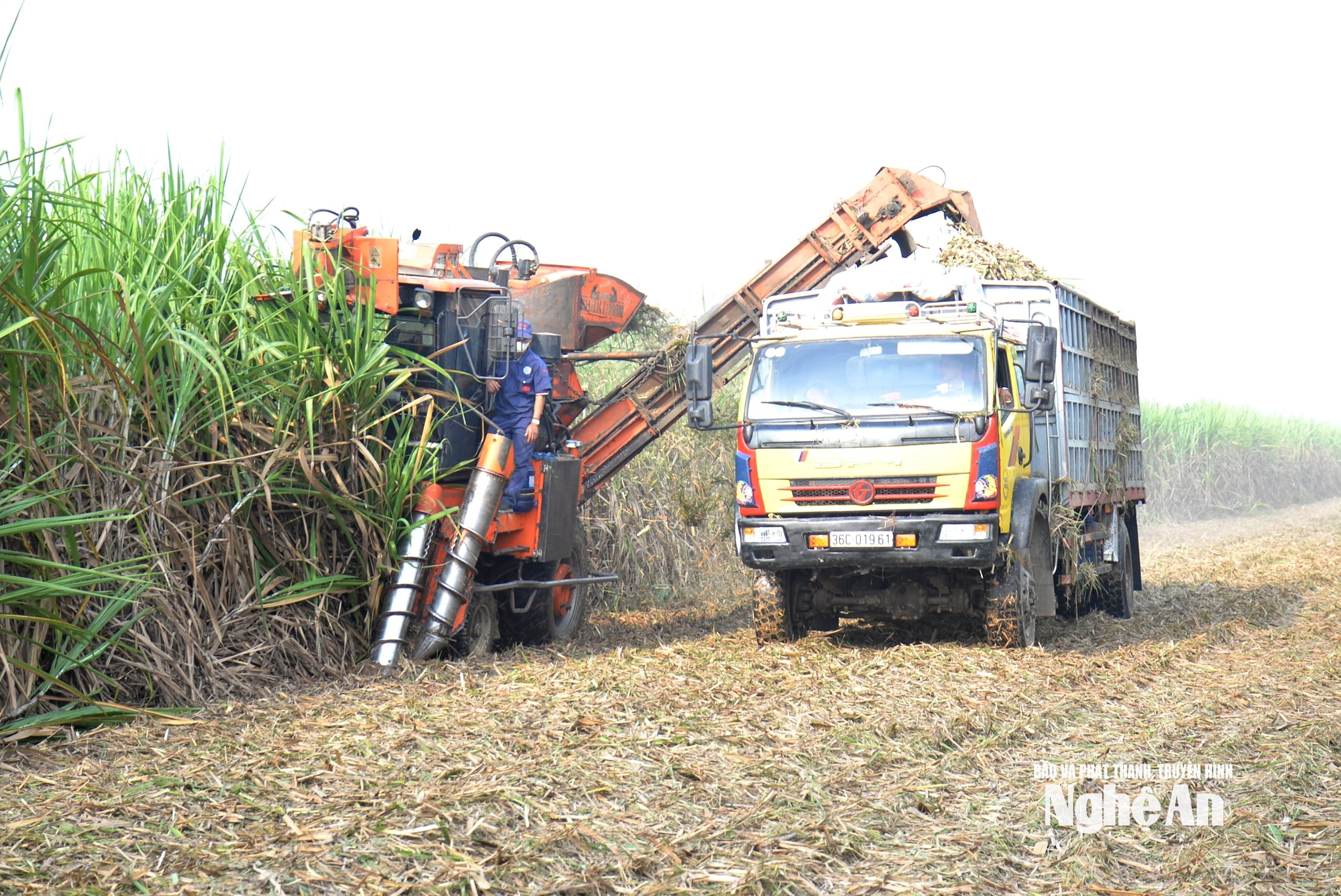 thu hoạch mía bằng máy liên hoàn trên vùng nguyên liệu mía Tân Kỳ. Ảnh Xuân Hoàng