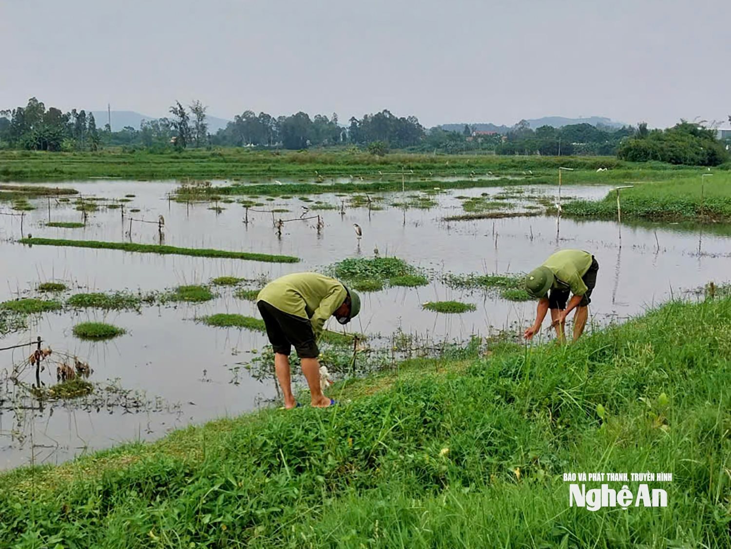 tháo dỡ bẫy chim