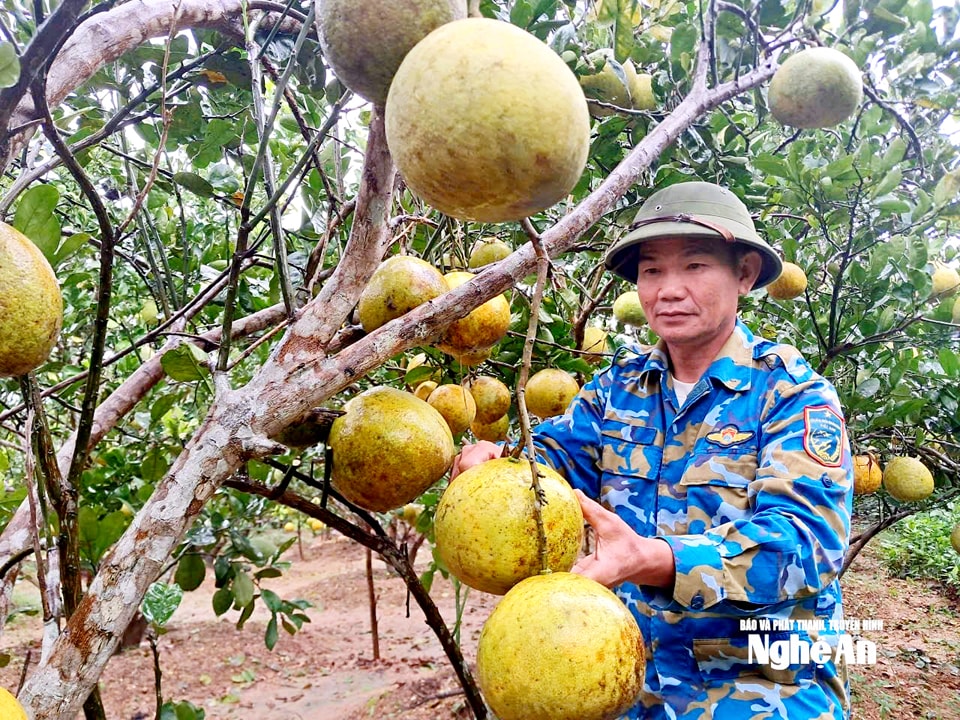 Грейпфрут сорта Дьен стал плодовым деревом, обеспечивающим стабильный источник дохода для многих семей в коммуне Лангшон (бывшей), ныне Аньшондонг. Фото: Тьендонг