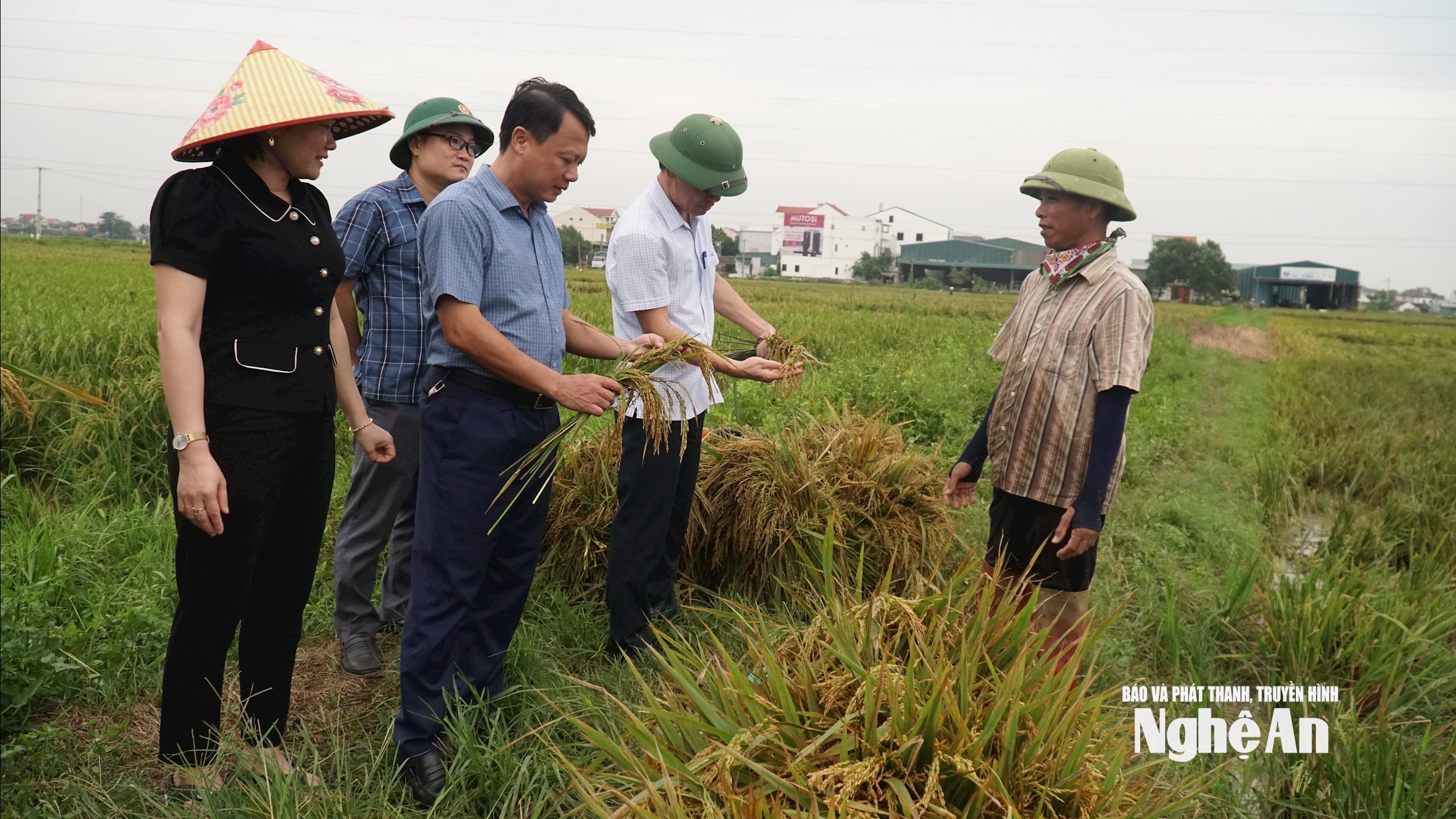 DSC08741Do ảnh hưởng của bão số 5, gần như toàn bộ diện tích lúa hè thu 2025 của xã Quảng Châu mất mùa năng. Ảnh: Phú Hương