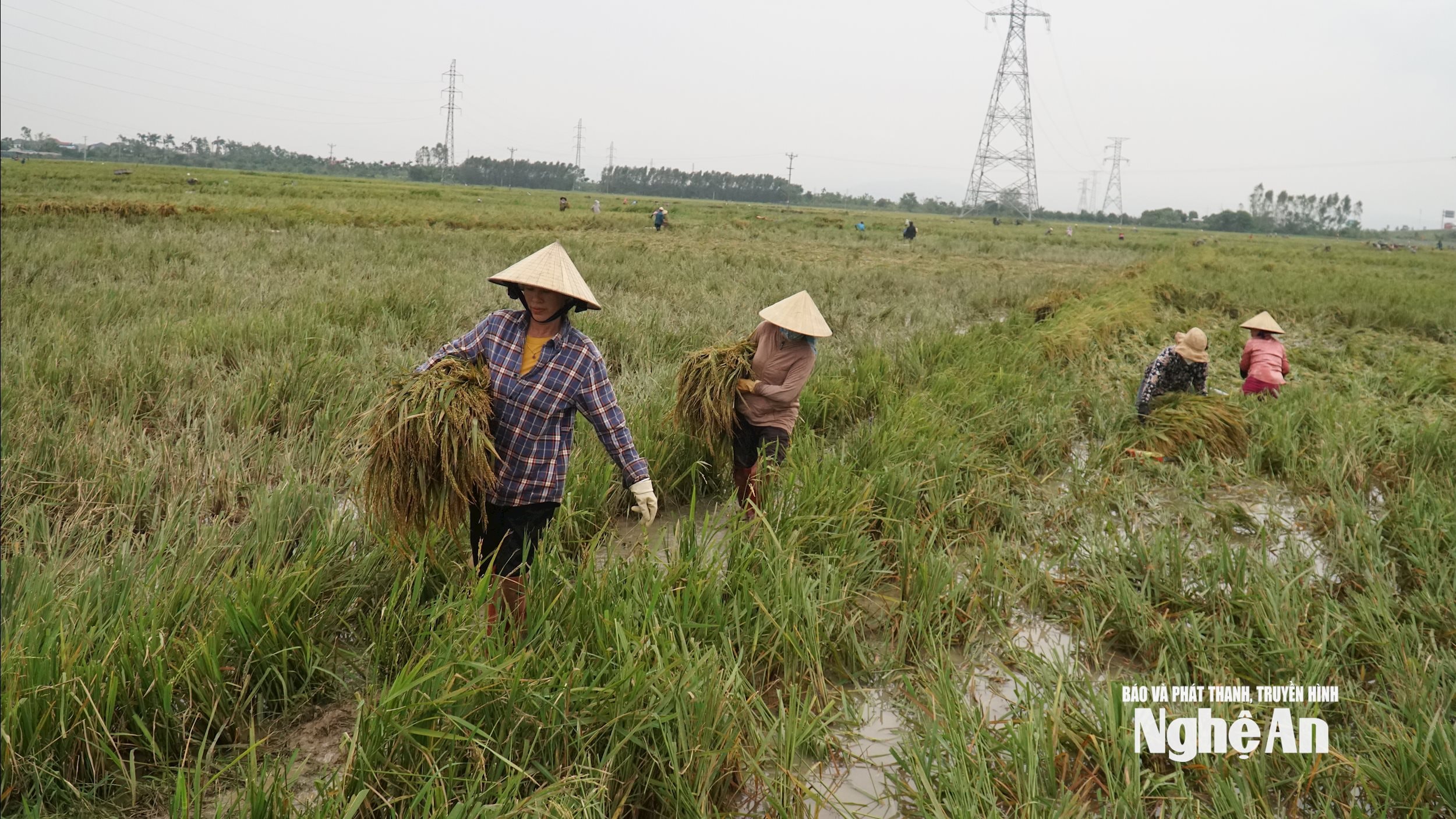 DSC08742Do ảnh hưởng của bão số 5, gần như toàn bộ diện tích lúa hè thu 2025 của xã Quảng Châu mất mùa năng. Ảnh: Phú Hương