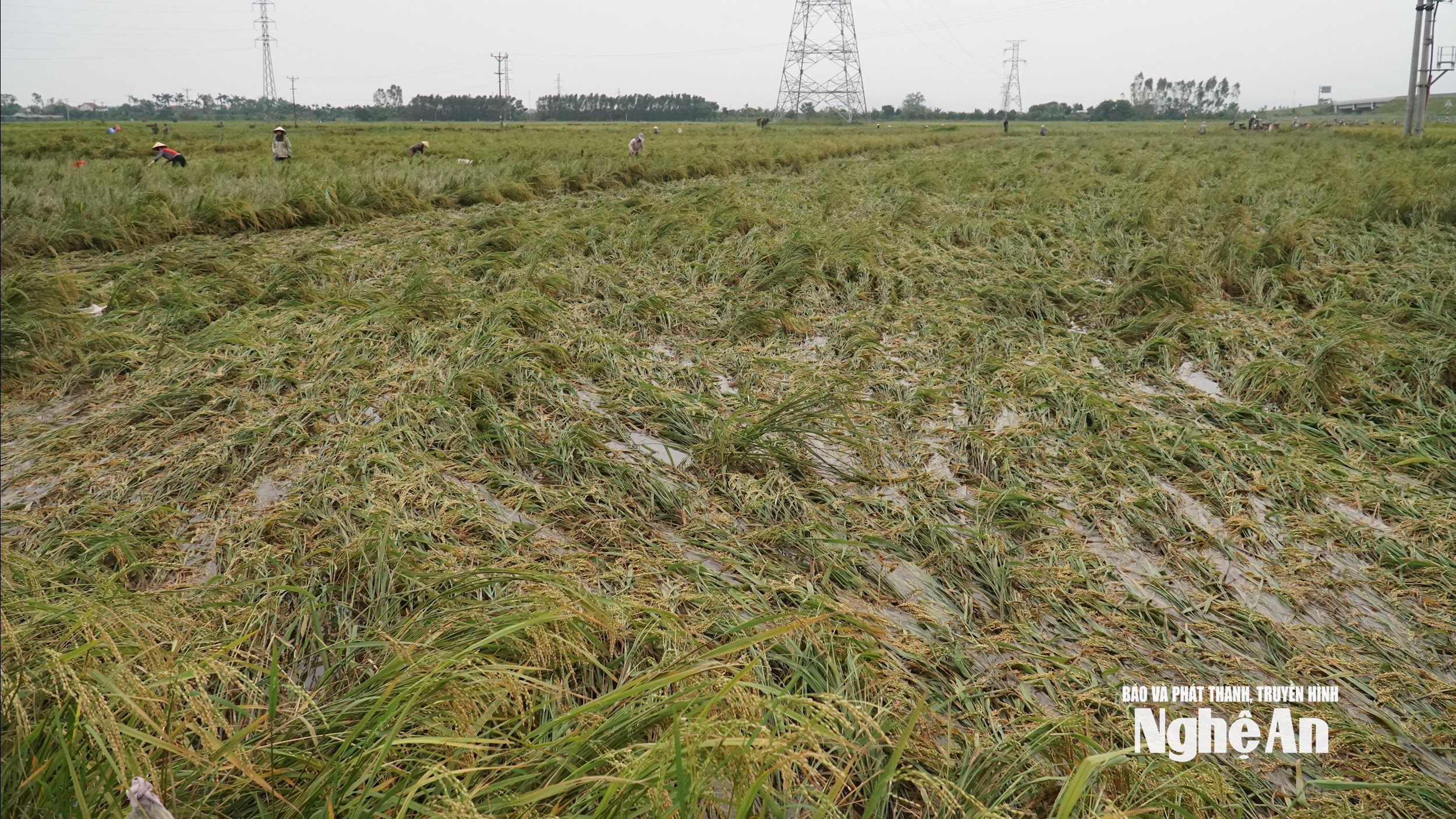 DSC08768Do ảnh hưởng của bão số 5, gần như toàn bộ diện tích lúa hè thu 2025 của xã Quảng Châu mất mùa năng. Ảnh: Phú Hương