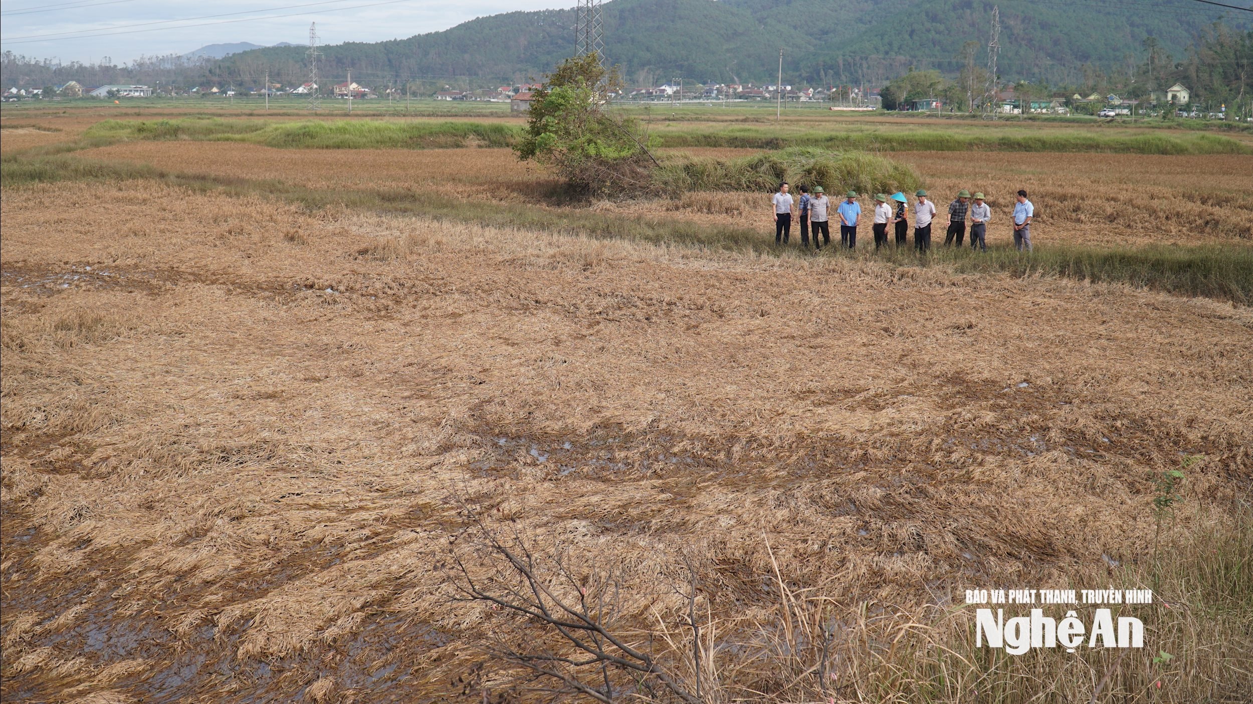 DSC08905Do ảnh hưởng của bão số 10, xã Kim Liên có gần 2.000 ha lúa hè thu mất traqwngs