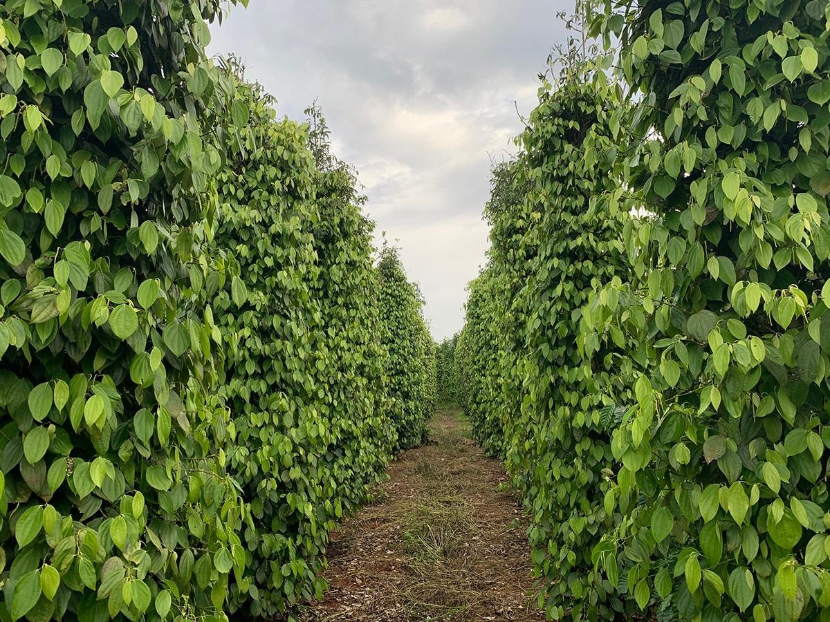 Harga cabai hari ini 20 November 2025 stabil, kekhawatiran kualitas cabai panen berikutnya