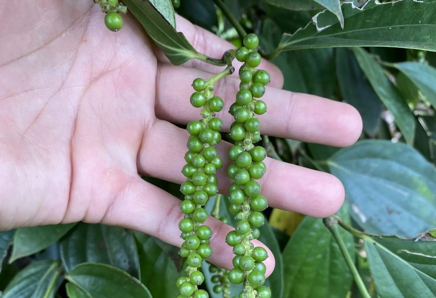 Giá tiêu hôm nay 21/11/2025: Xuất khẩu hồ tiêu nửa đầu tháng 11 tăng ổn định