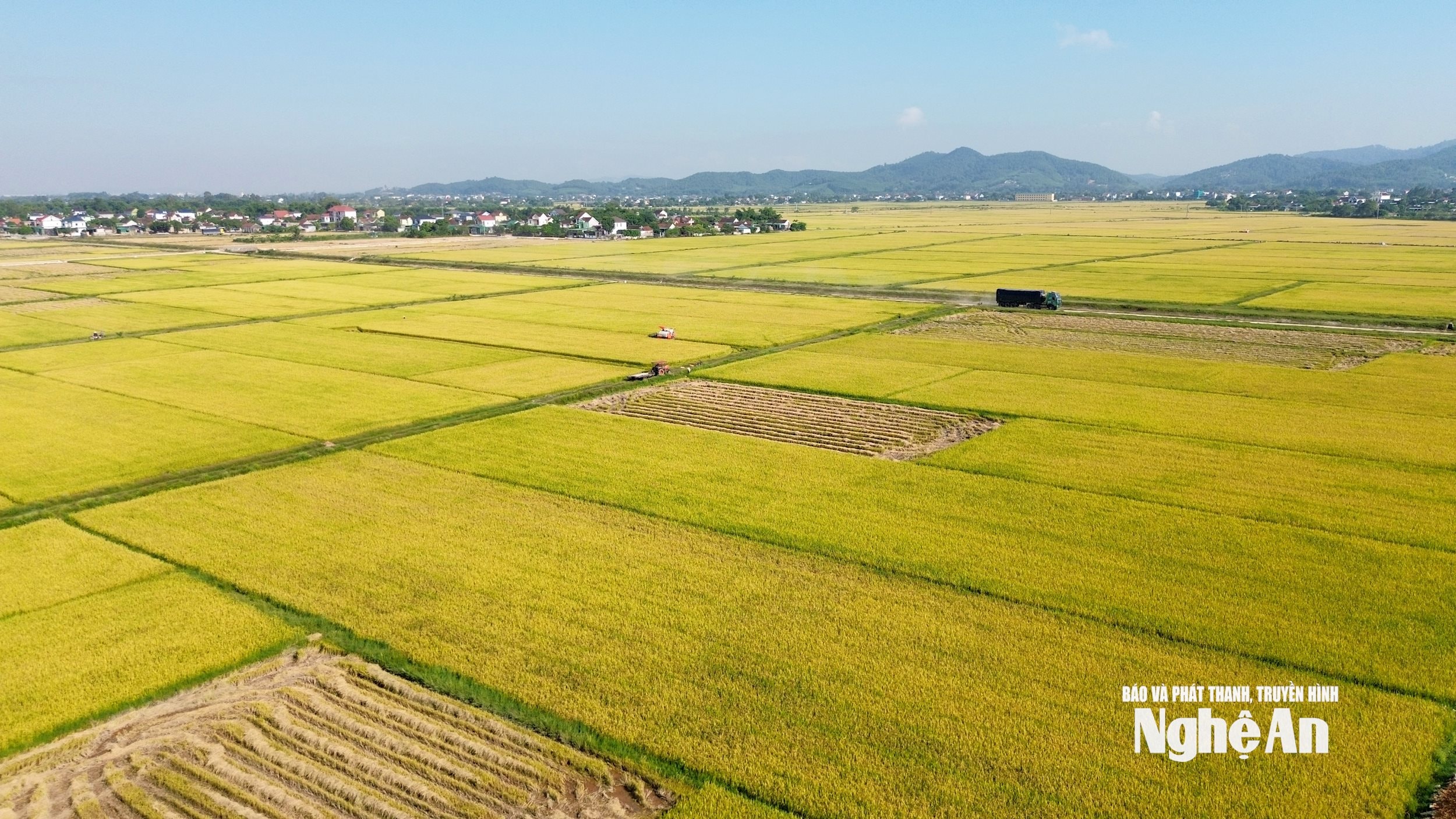 cánh đồng lúa vụ Xuân chín vàng. Ảnh Xuân Hoàng