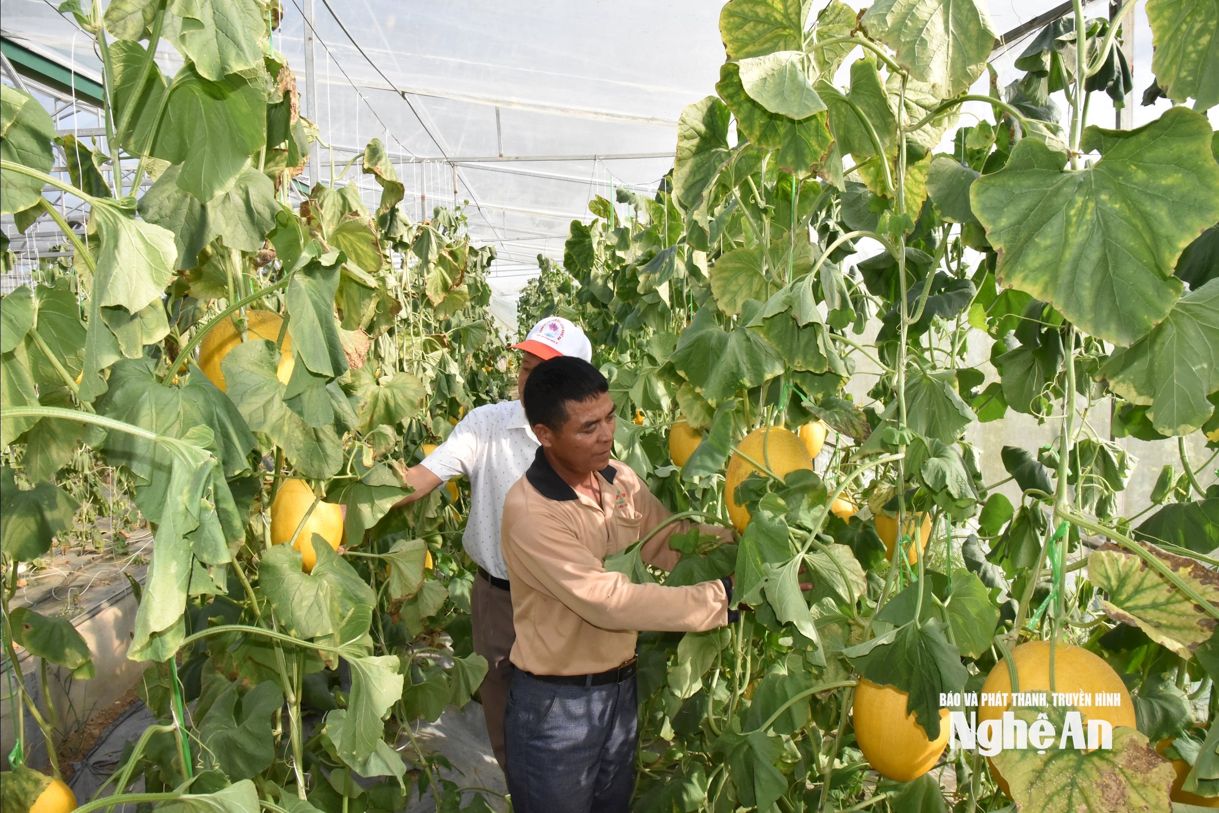 Nông dân Đô Lương trồng dưa lưới trong nhà màng áp dụngc ông nghệ tưới nhỏ giọt cho hiệu qủa kinh tế cao ảnh HT