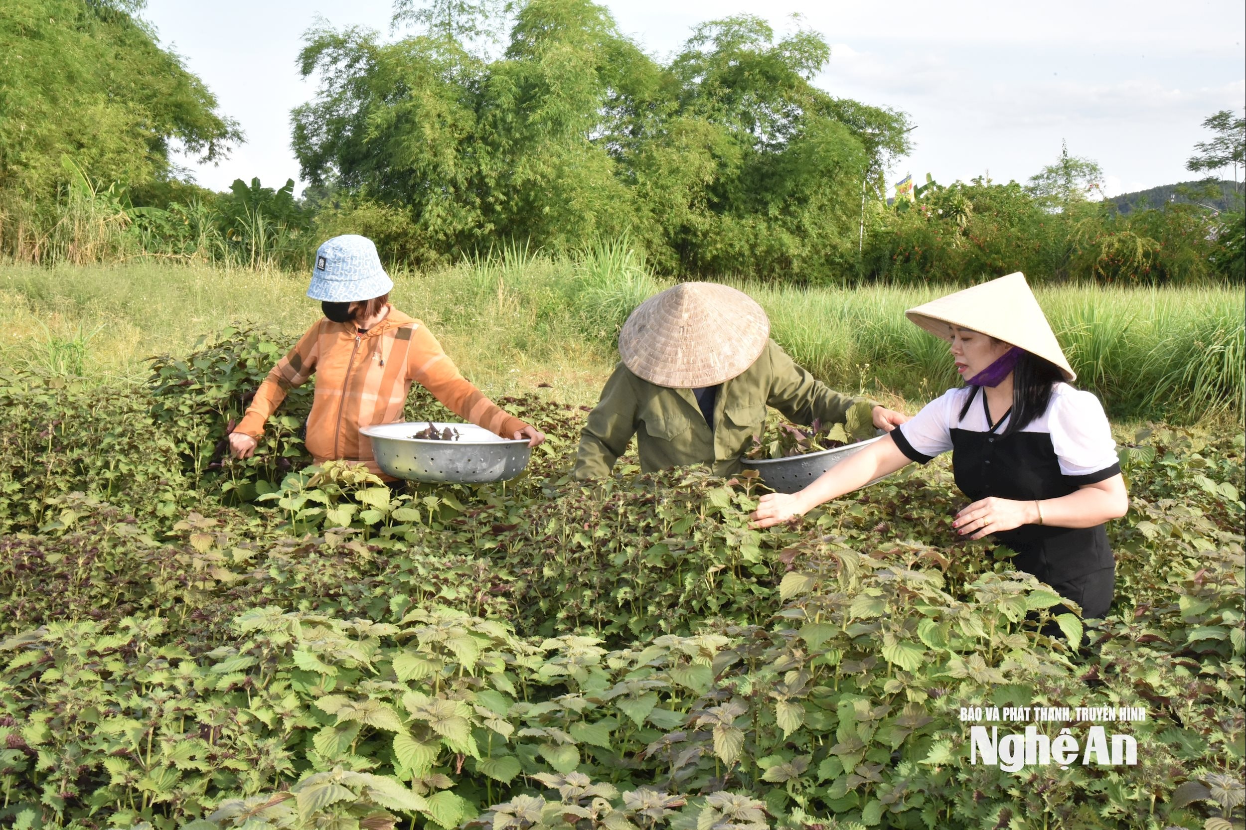 Vùng nguyên liệu của công ty XNK thảo dược Hằng MOOn tại xã Lam Sơn ĐÔ Lương Ảnh HT