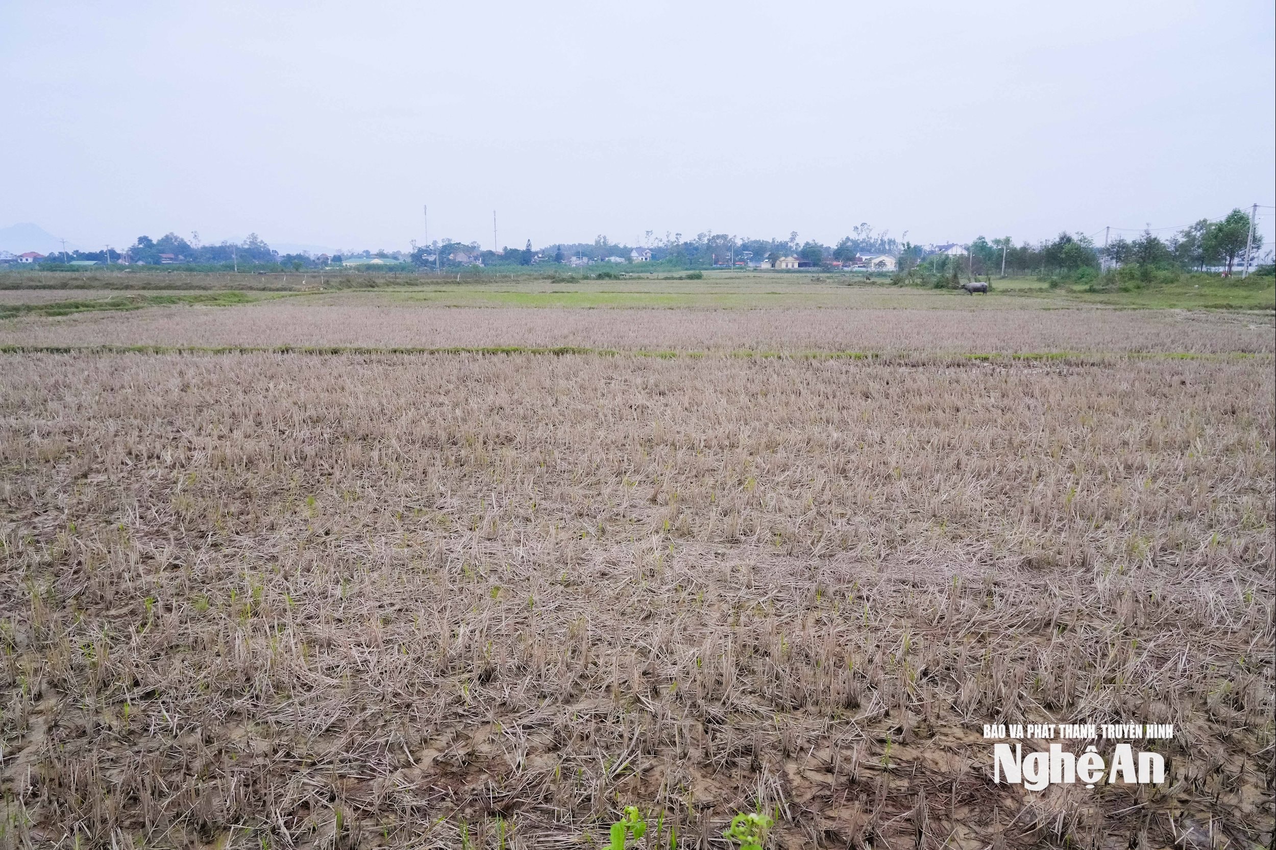  tái định cư