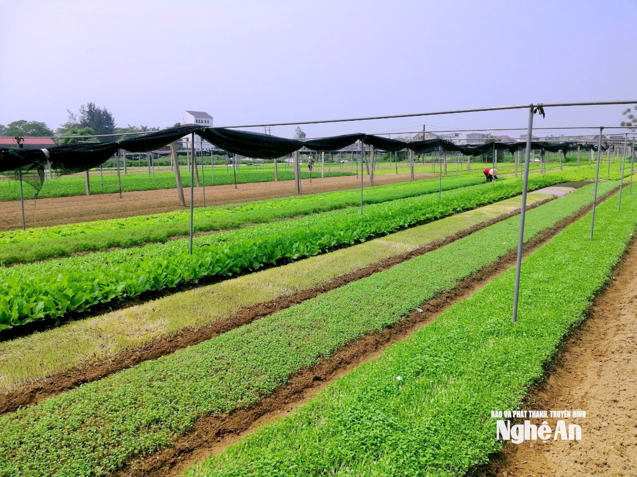 ដំណាំបន្លែថ្មី ២