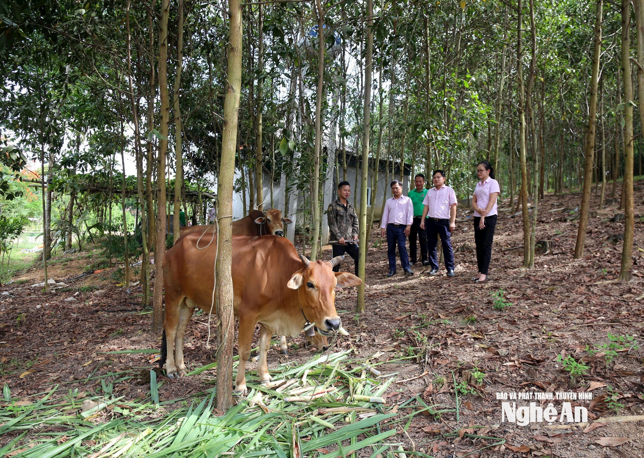 bna_trang-trai-anh-lo-van-mon-o-chau-khe-con-cuong-anh-thu-huyen-80c5a5c10c3052f8d0468edfc56027b8.jpg