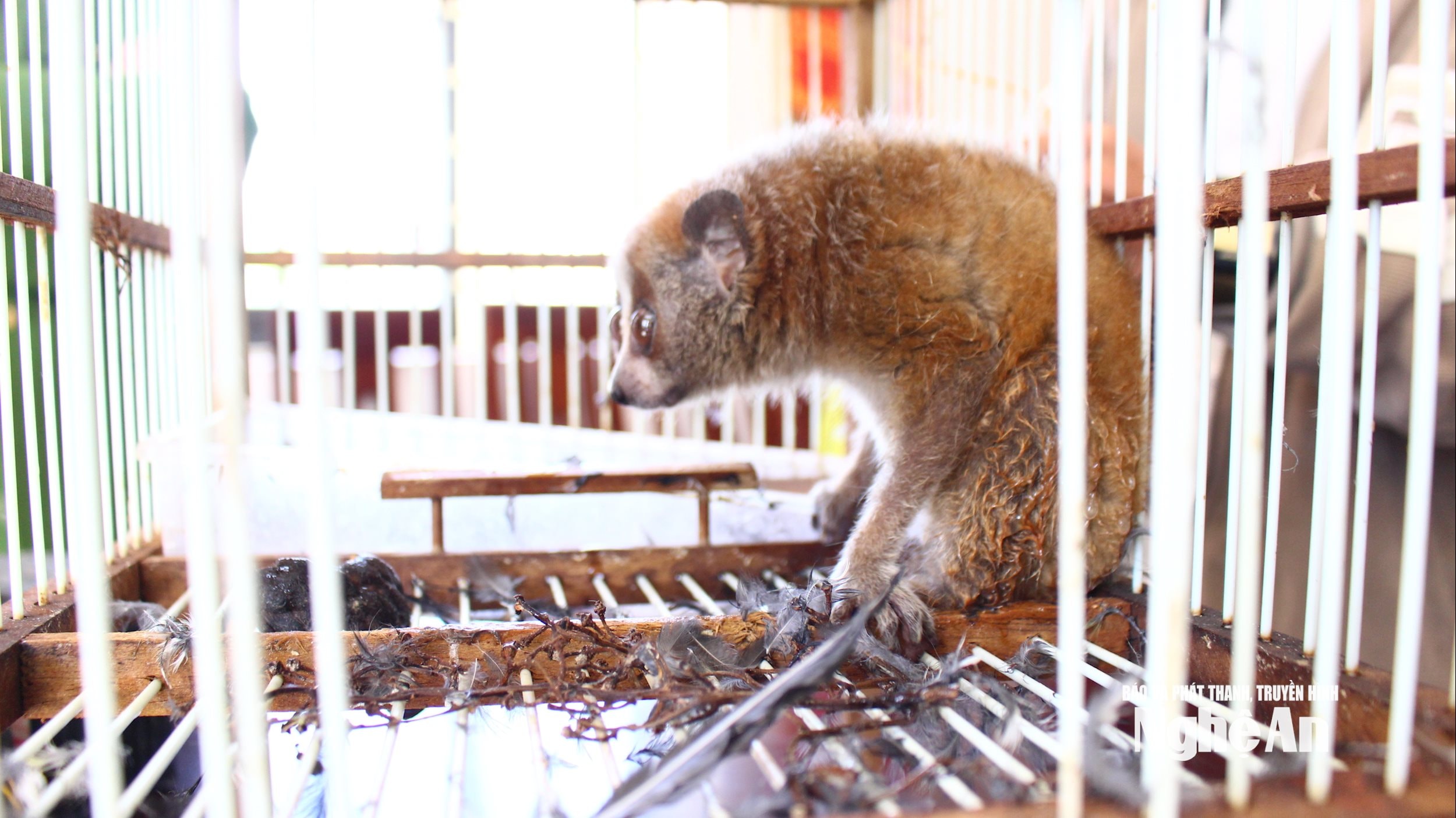 Nghệ An: Người dân giao nộp cá thể culi quý hiếm và nhiều loài chim hoang dã cho lực lượng chức năng