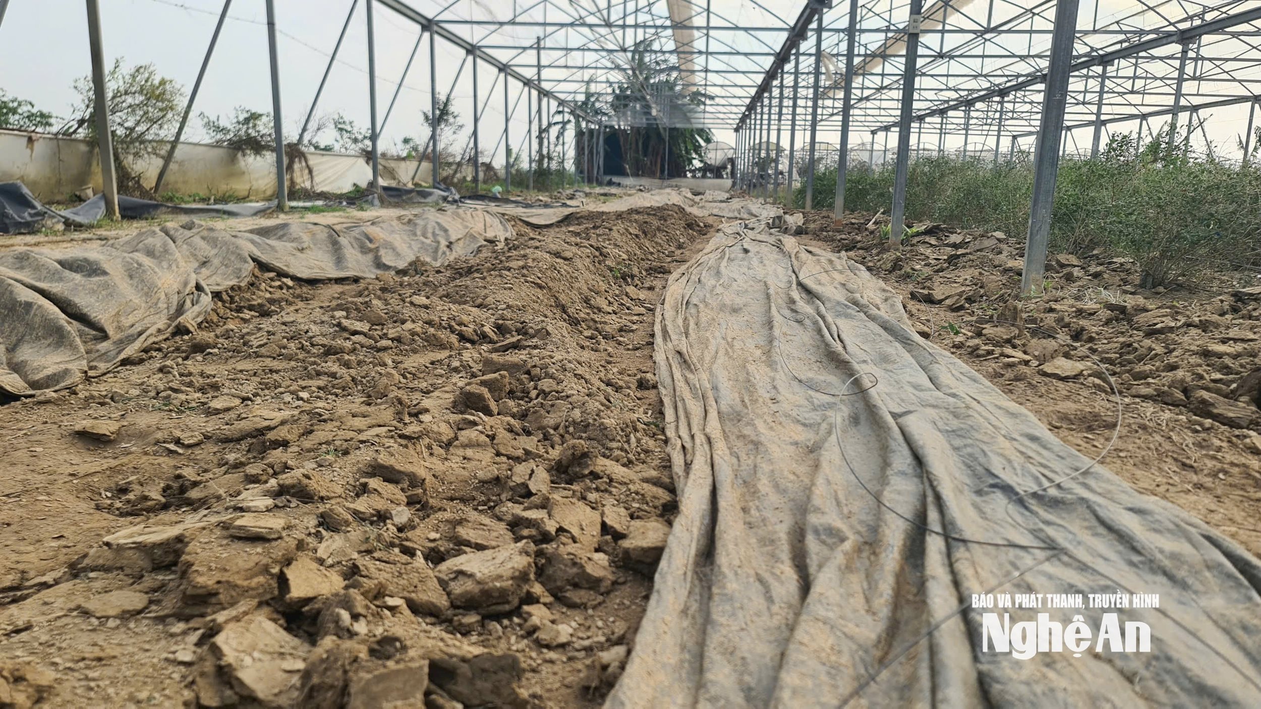 HTX nông nghiệp và Dịch vụ Phú Thịnh (xã Lam Thành) dựng lại nhà lưới, không phục sản xuất sau thiên tai,. ảnh Thu Huyền