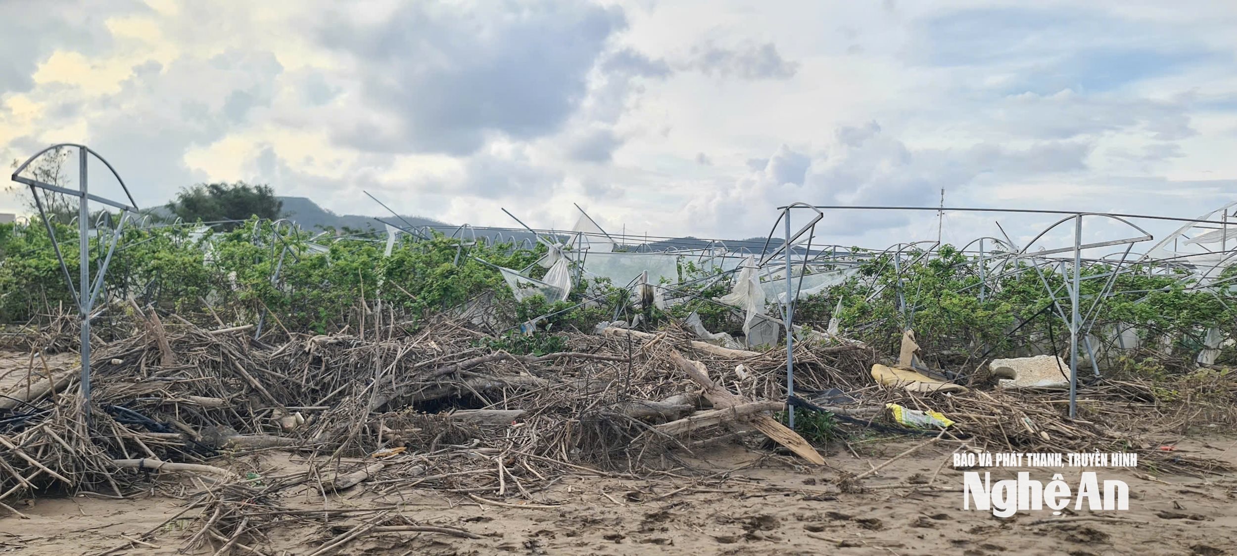 HTX nông nghiệp và Dịch vụ Phú Thịnh (xã Lam Thành) thiệt hại sau bão số 10_2025. ảnh Thu Huyền