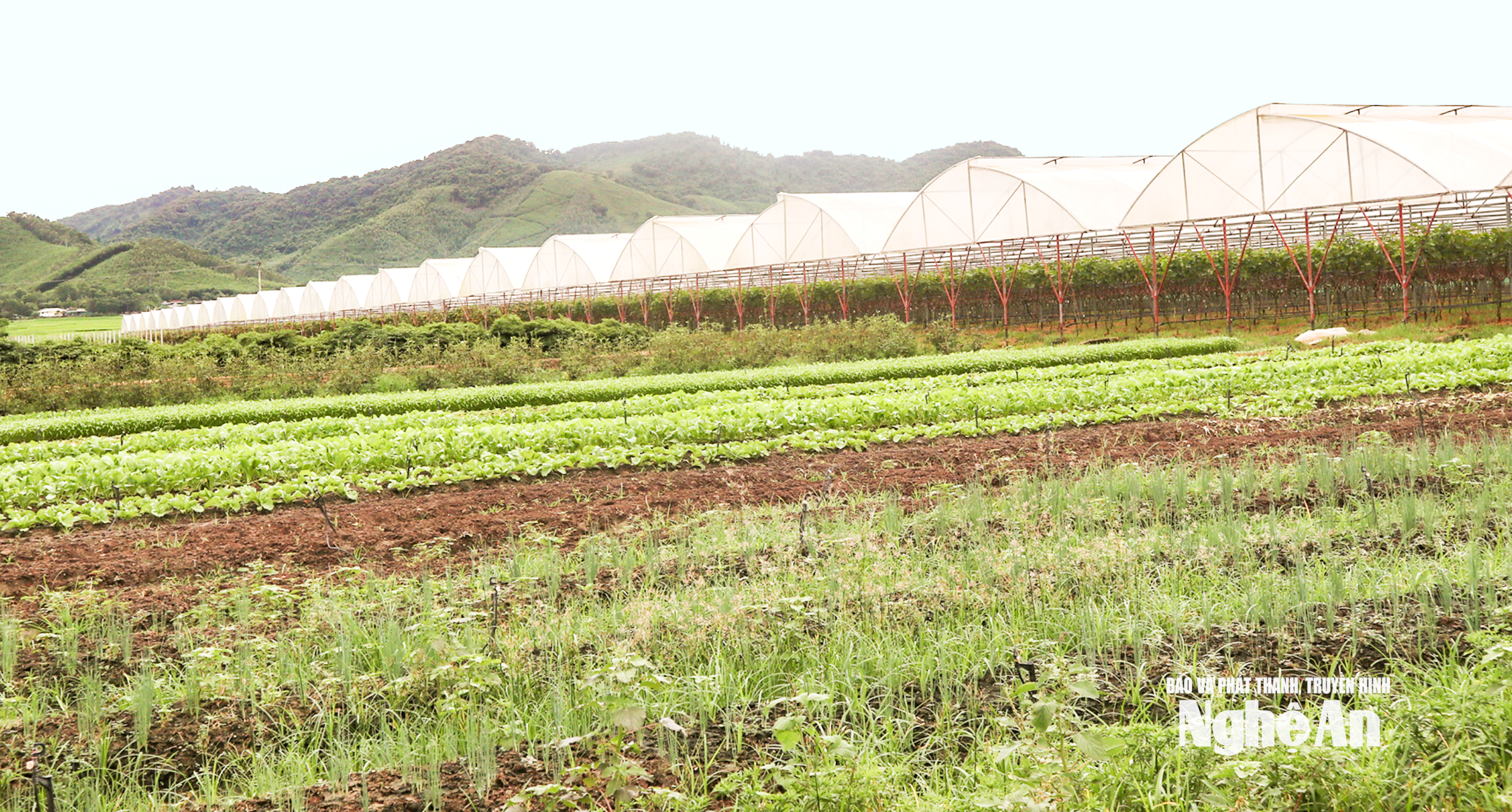 Trang trại nông nghiệp hữu cơ tại TX Thái Hoà